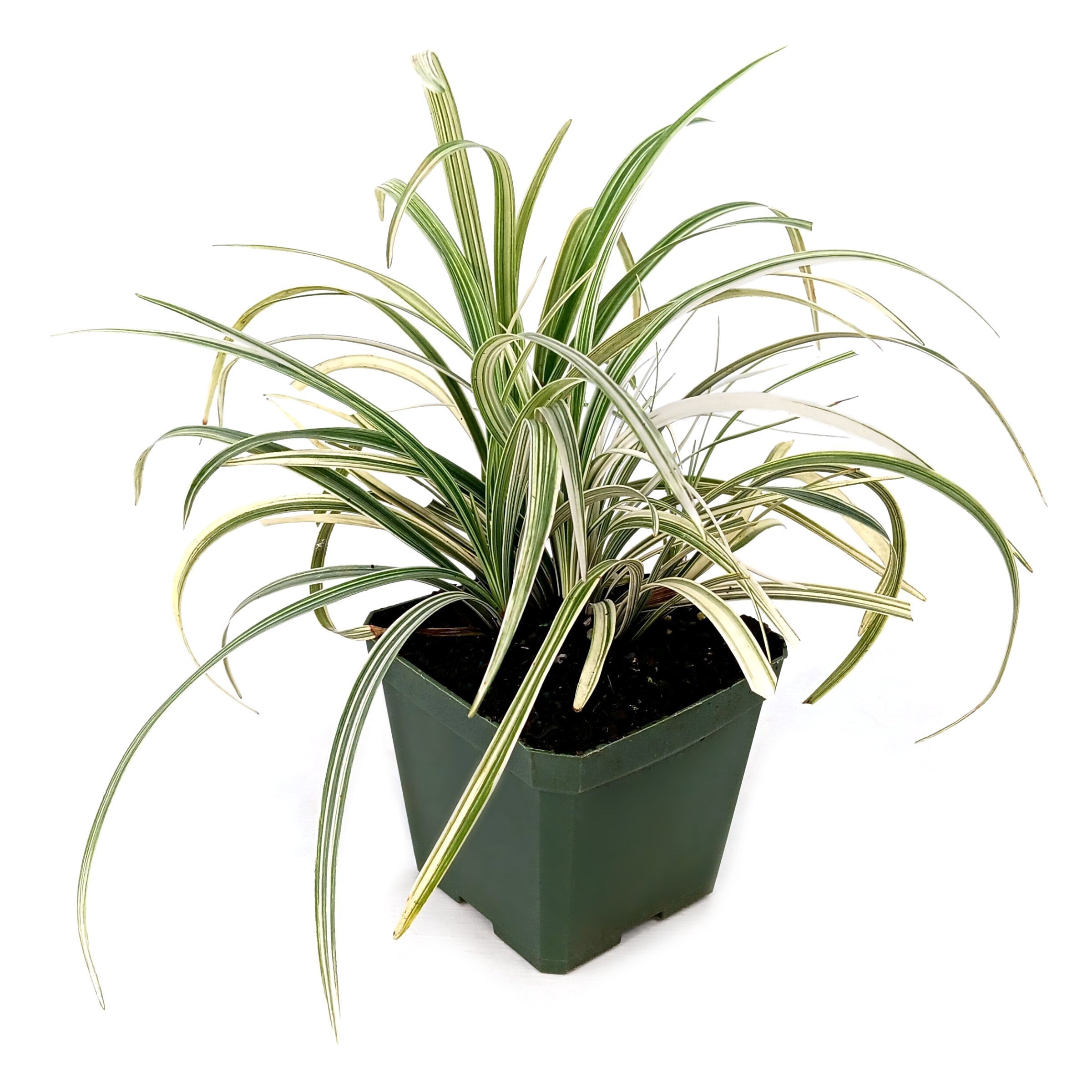 National Plant Network 4 in. Liriope Silver Dragon (16-Pack)