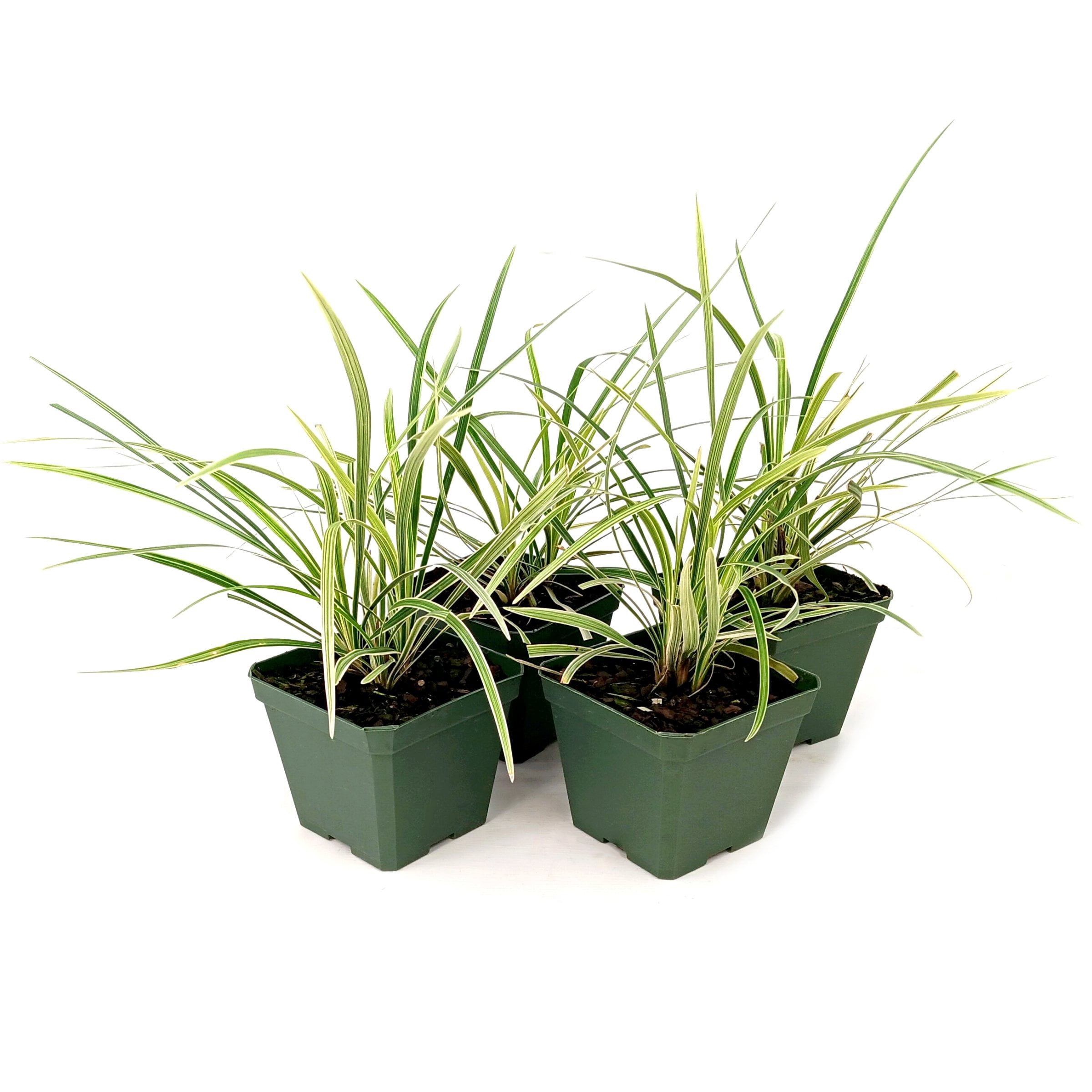 National Plant Network 4 in. Liriope Silver Dragon (8-Pack)