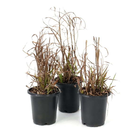 National Plant Network 4 in. Miscanthus Flame Grass Purpurascens (3-Pack)