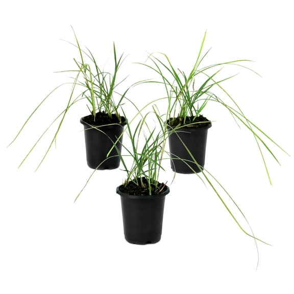 National Plant Network 4 in. Miscanthus Malepartus (3-Pack)