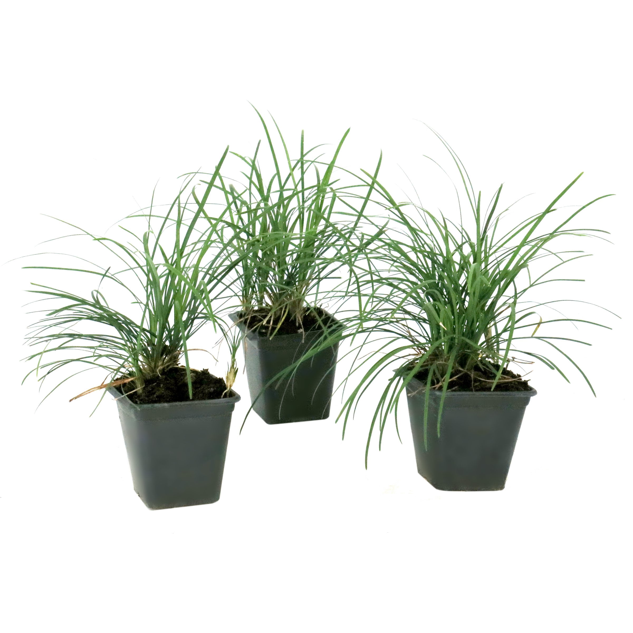 National Plant Network 4 in. Mondo Grass (16-Pack)