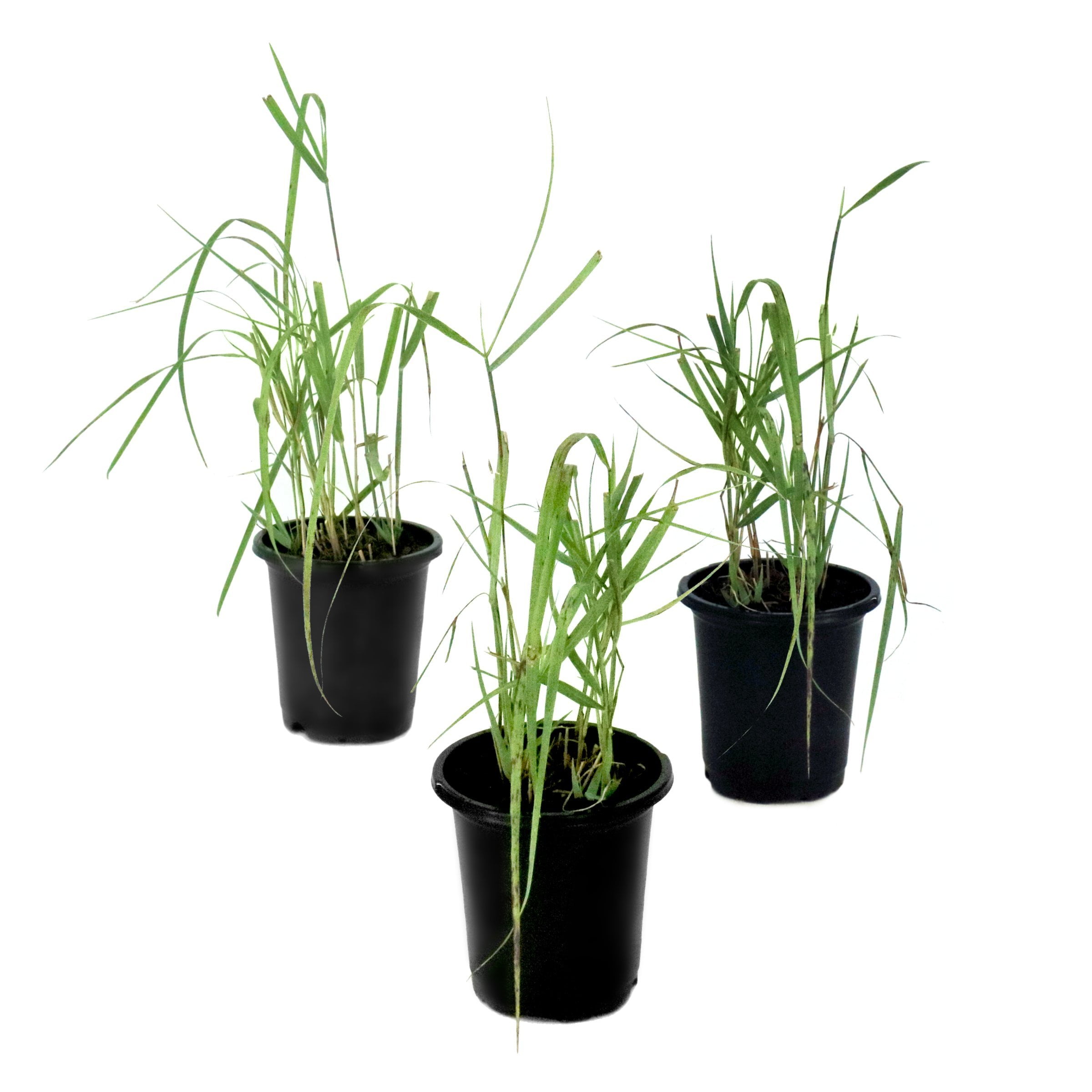National Plant Network 4 in. Panicum Heavy Metal Grass (3-Pack)