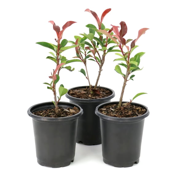 National Plant Network 4 in. Photinia Dynamo Red (3-Pack)
