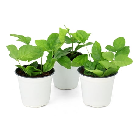 National Plant Network 4 in. Sambac Jasmine (3-Pack)