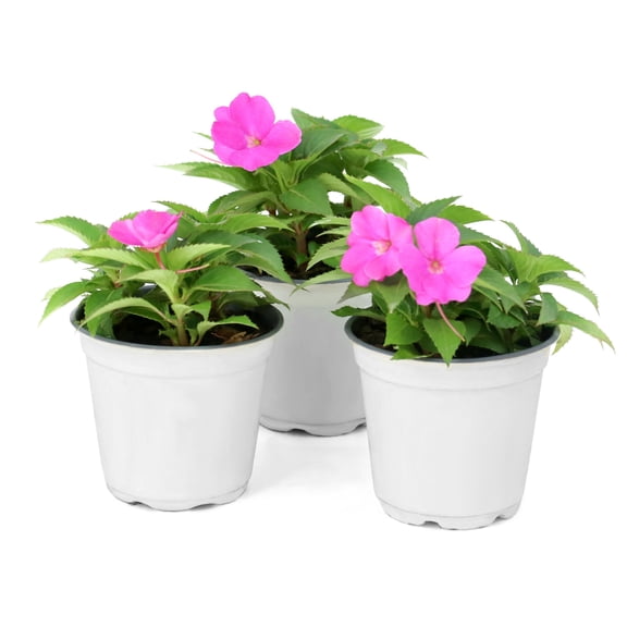 National Plant Network 4 in. SunPatiens Compact Happy Days Mix Impatiens (3-Pack)