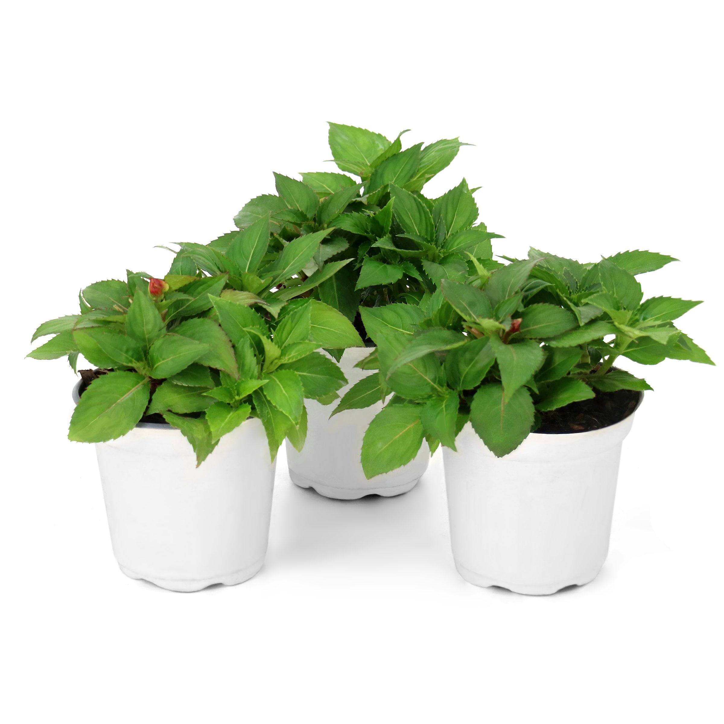 National Plant Network 4 in. SunPatiens Compact Love Bird Mix Impatiens (8-Pack)
