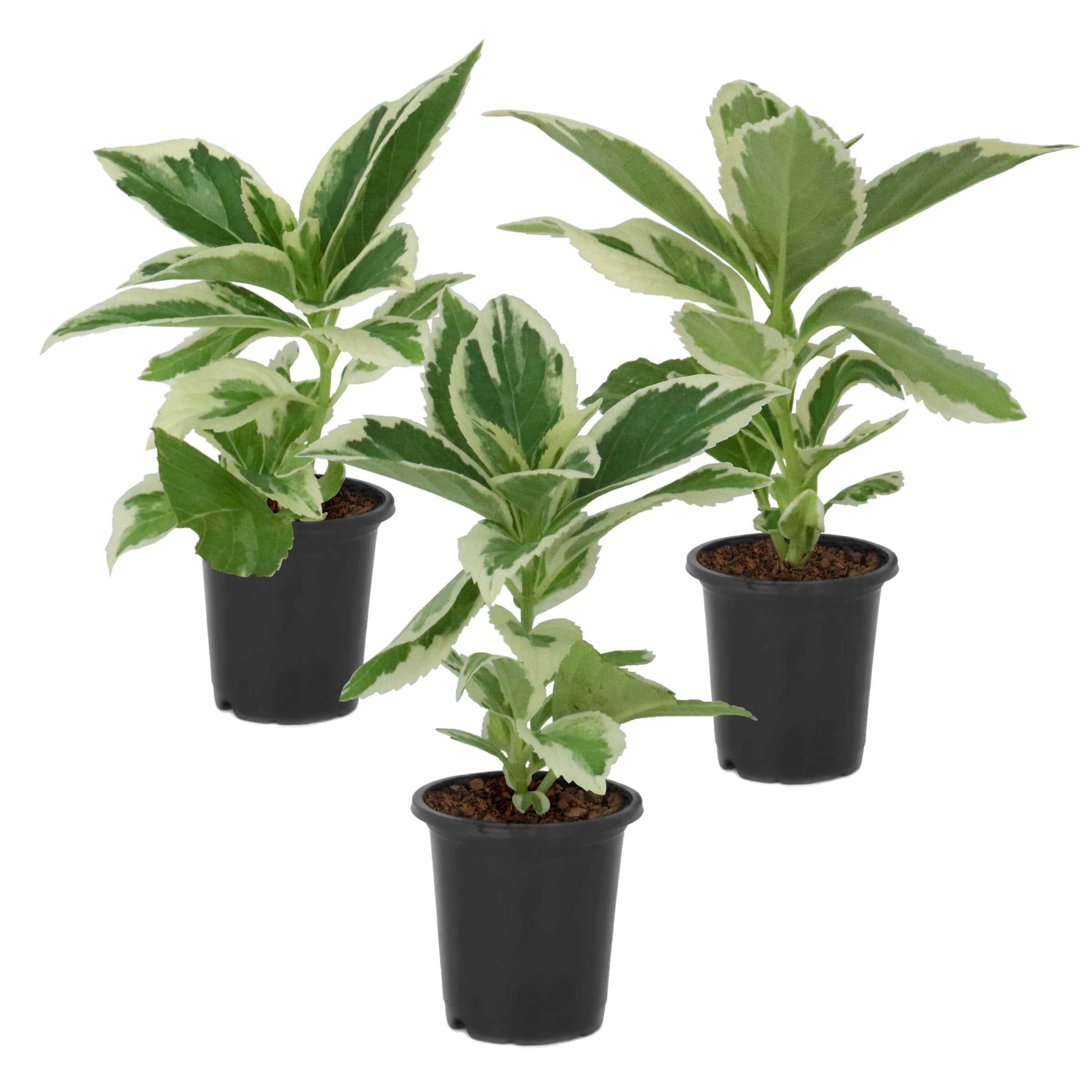 National Plant Network 4 in. Variegated Hydrangea Tricolor Shrub (3-Pack)