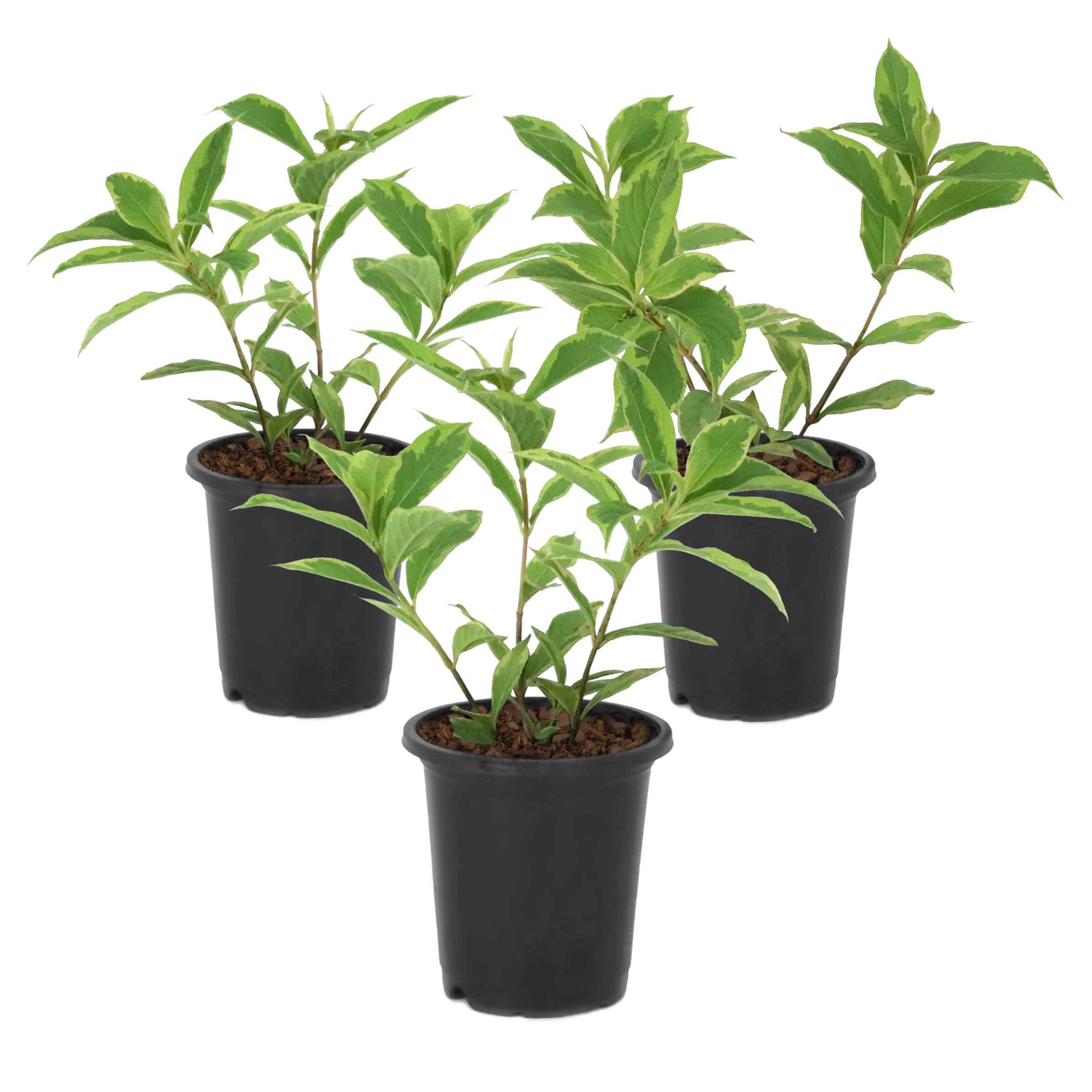 National Plant Network 4 in. Variegated Weigela Shrub (3-Pack)