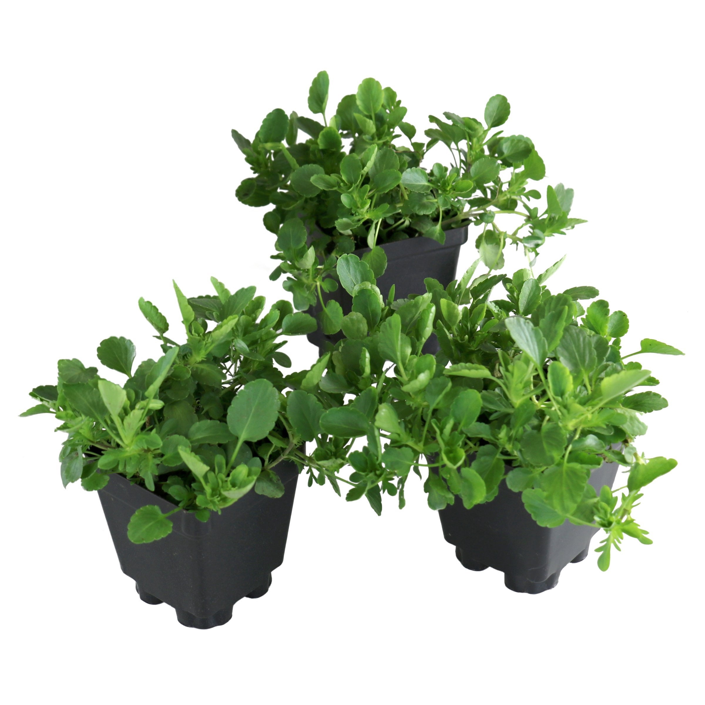 National Plant Network 4 in. Viola Sorbet XP Yellow (16-Pack)