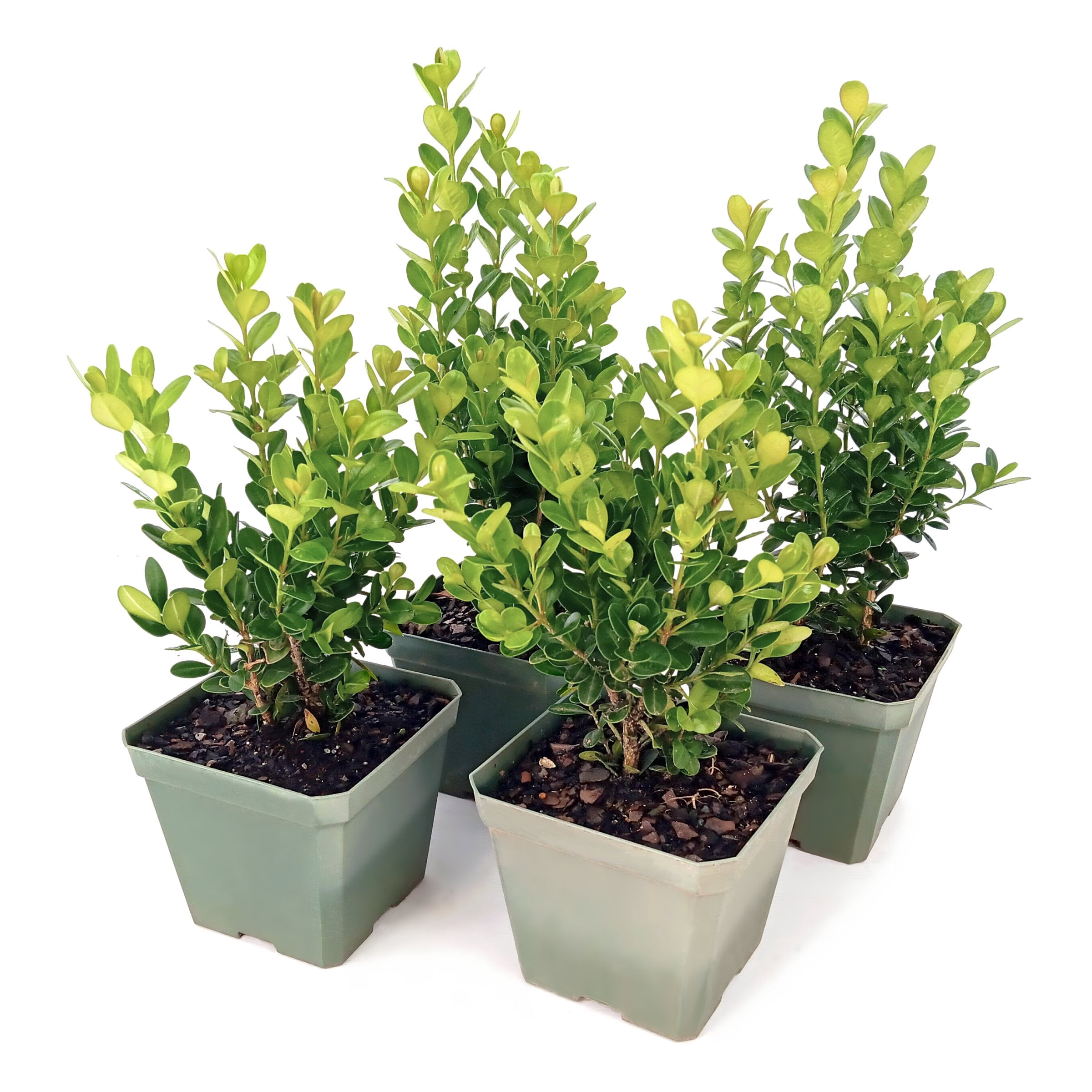 National Plant Network 4 in. Wintergreen Boxwood (4-Pack)
