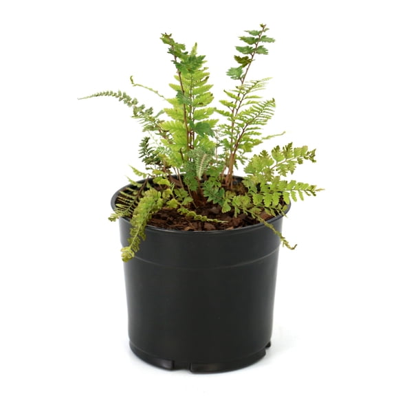 National Plant Network 5.5 in. Athyrium Regal Red Fern