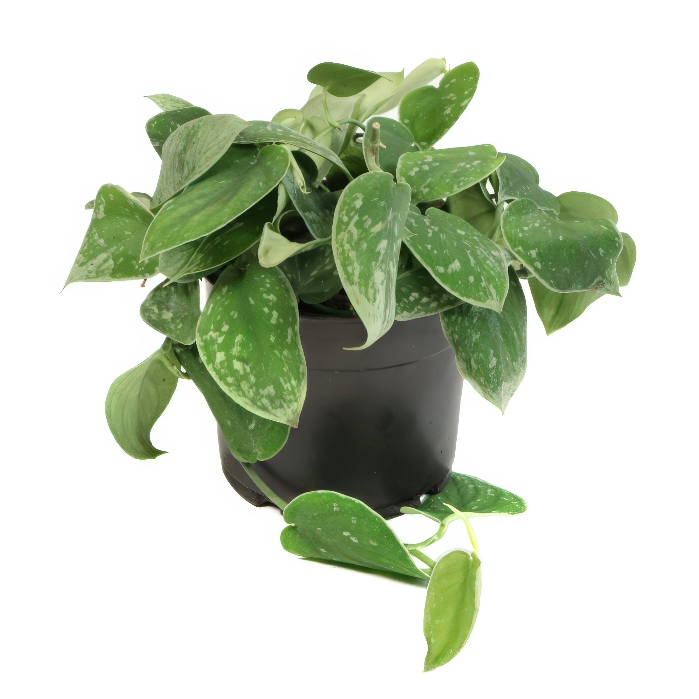 National Plant Network 5.5 in. Pothos Silvery Ann