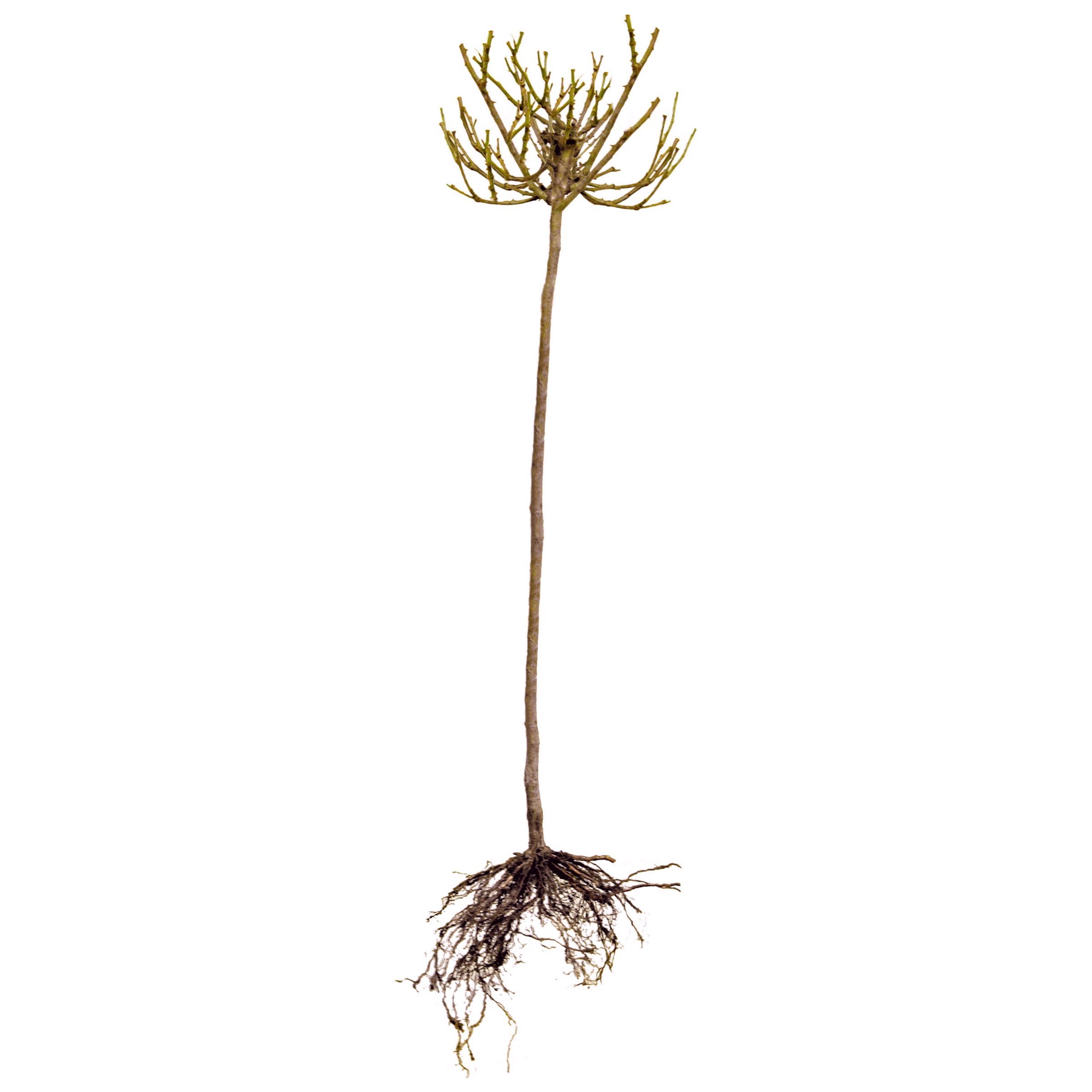 National Plant Network Bare Root 2-in-1 Angel Face-Cherish Tree Rose