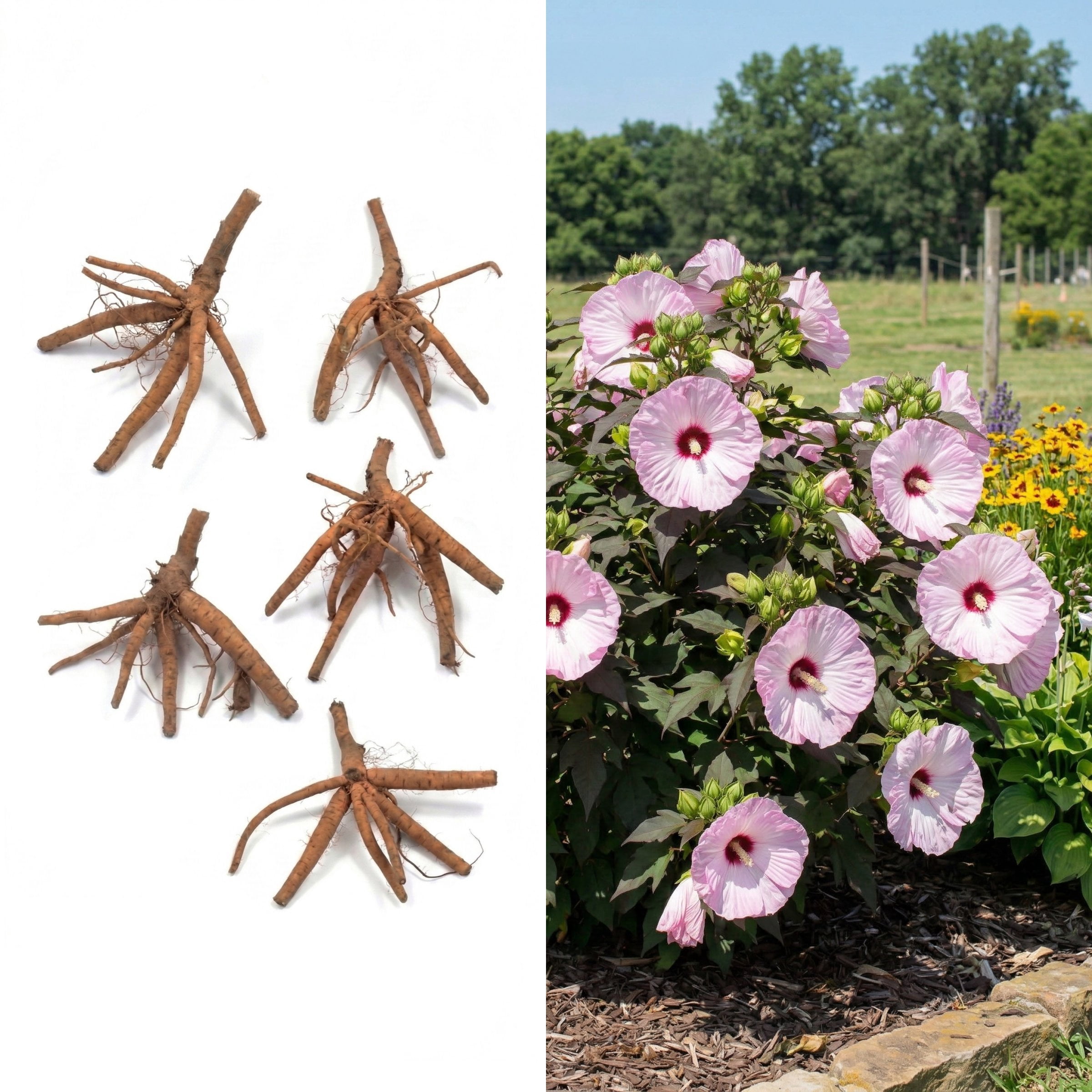 National Plant Network Bare Root Hibiscus Head Over Heels Blush (5-Pack)