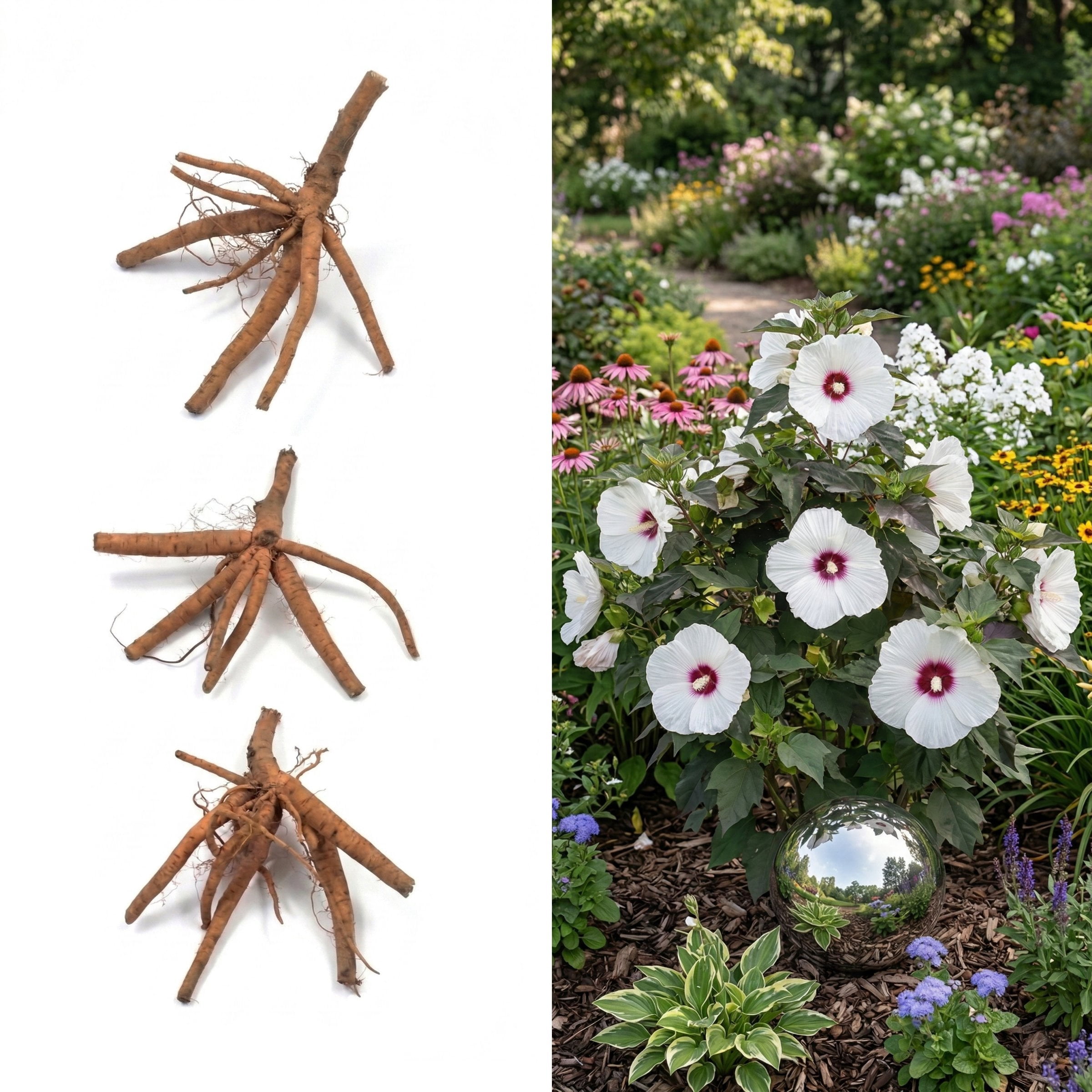 National Plant Network Bare Root Hibiscus Head Over Heels Dream (3-Pack)