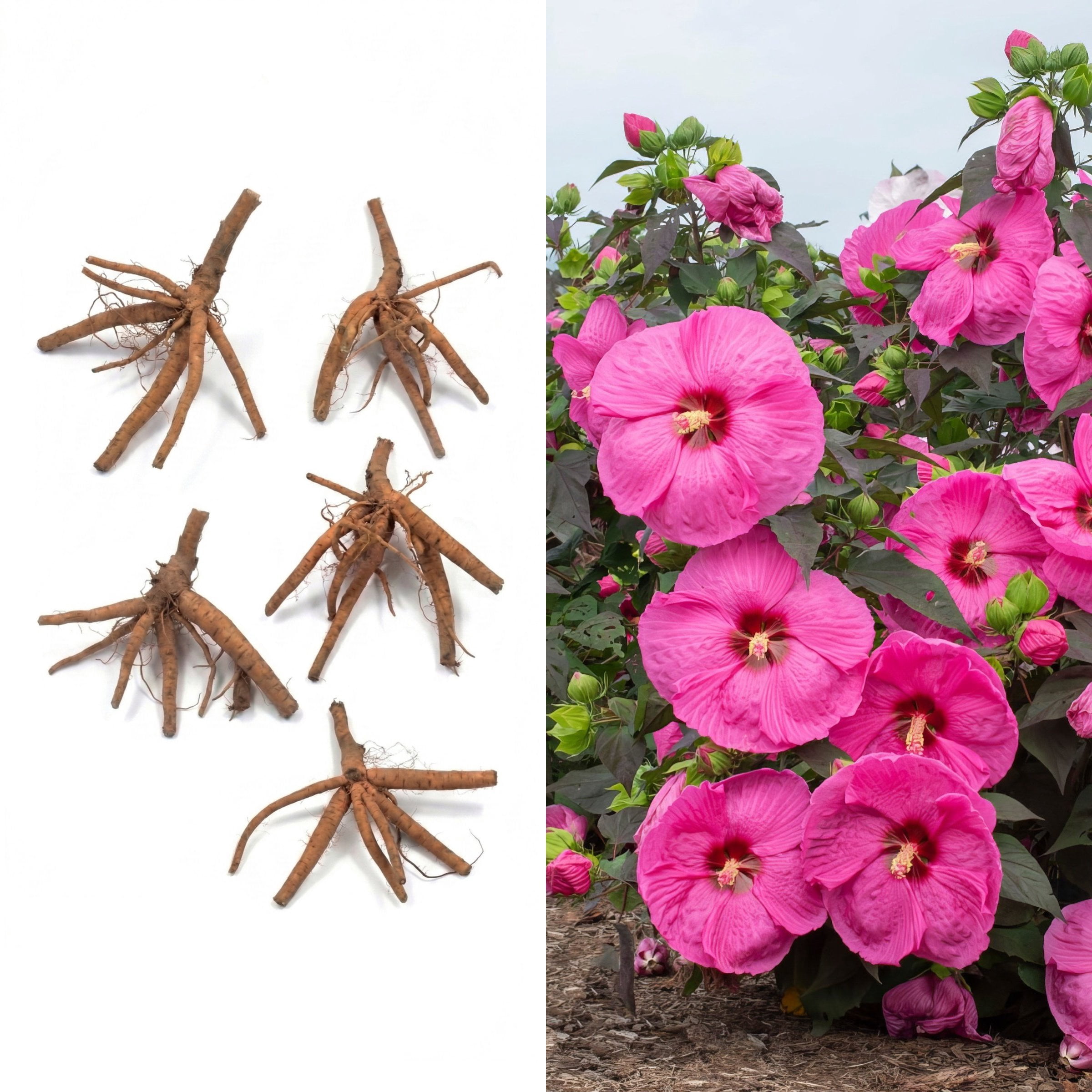 National Plant Network Bare Root Hibiscus Head Over Heels Passion (5-Pack)