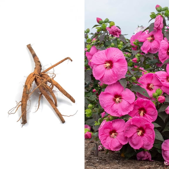 National Plant Network Bare Root Hibiscus Head Over Heels Passion