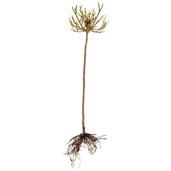 National Plant Network Bare Root Impatient Tree Rose