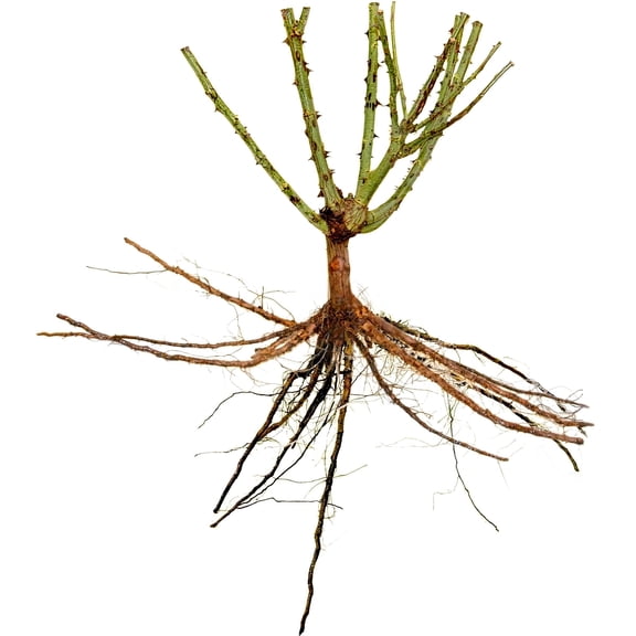 National Plant Network Bare Root Peace Rose