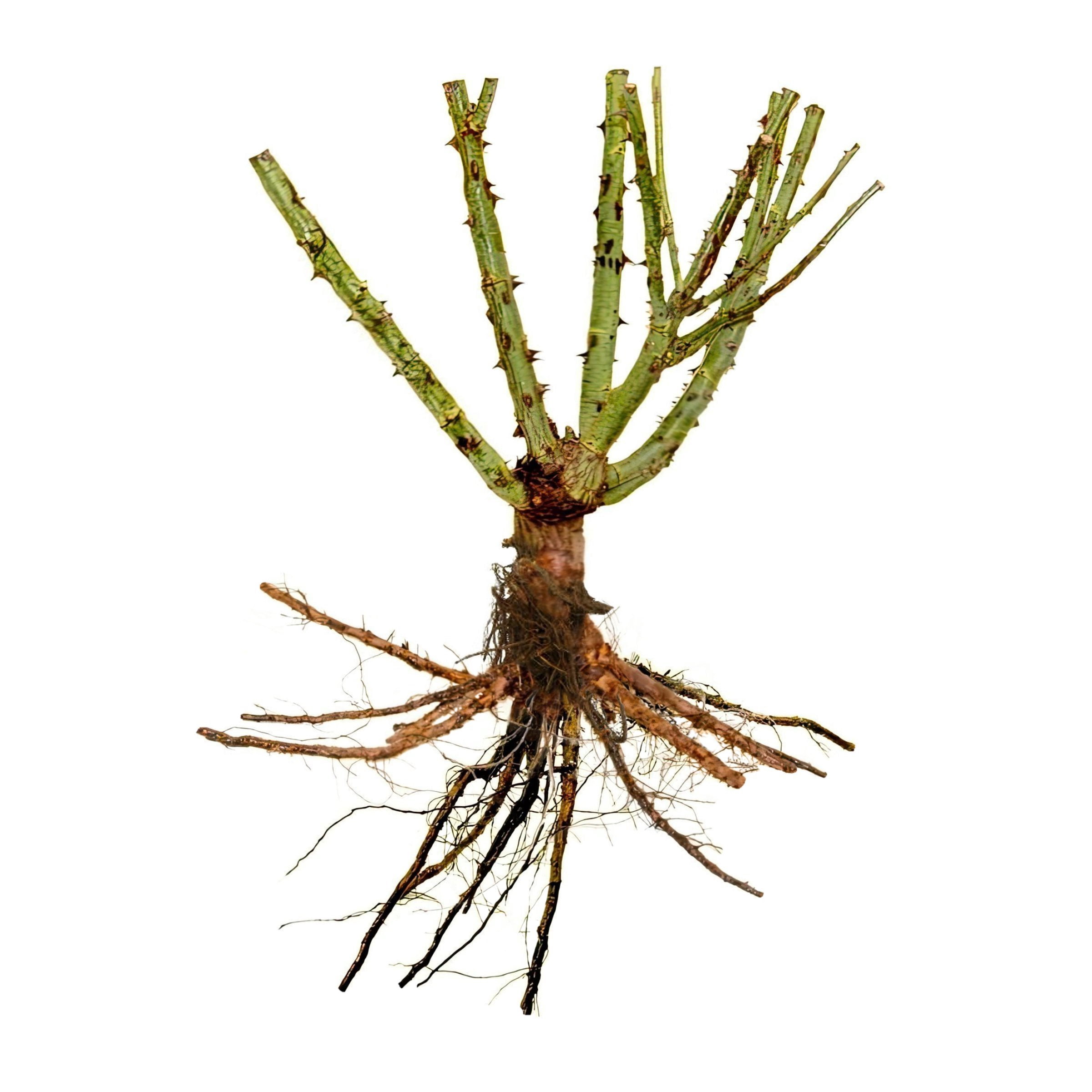 National Plant Network Bare Root Rose Helen Hayes Hybrid Tea with Pink ...