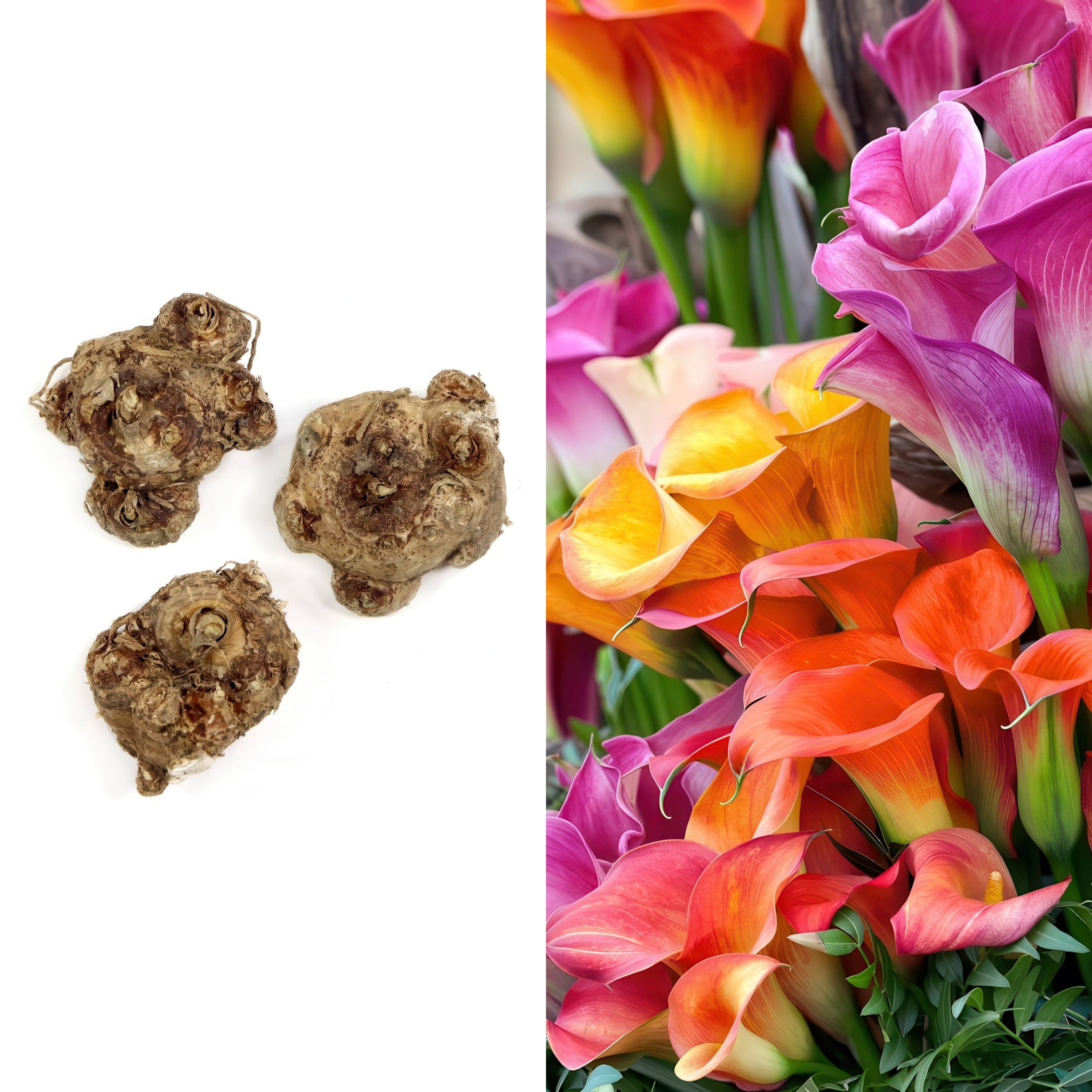 National Plant Network Calla Lily Mixed Bulbs (3-Pack)