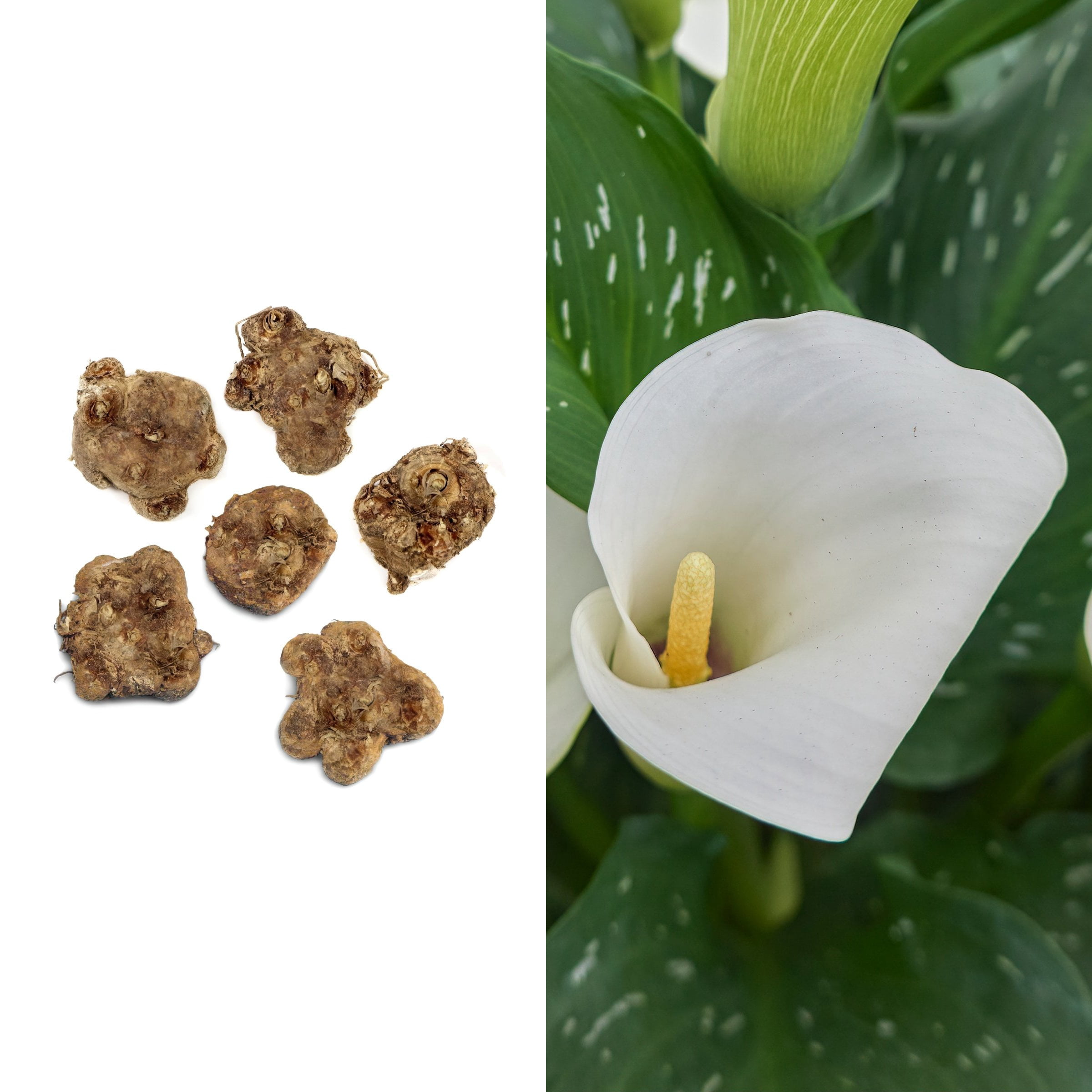 National Plant Network Calla Lily White Flirt Bulbs (6-Pack)