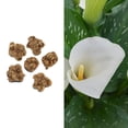 thumbnail image 1 of National Plant Network Calla Lily White Flirt Bulbs (6-Pack), 1 of 10