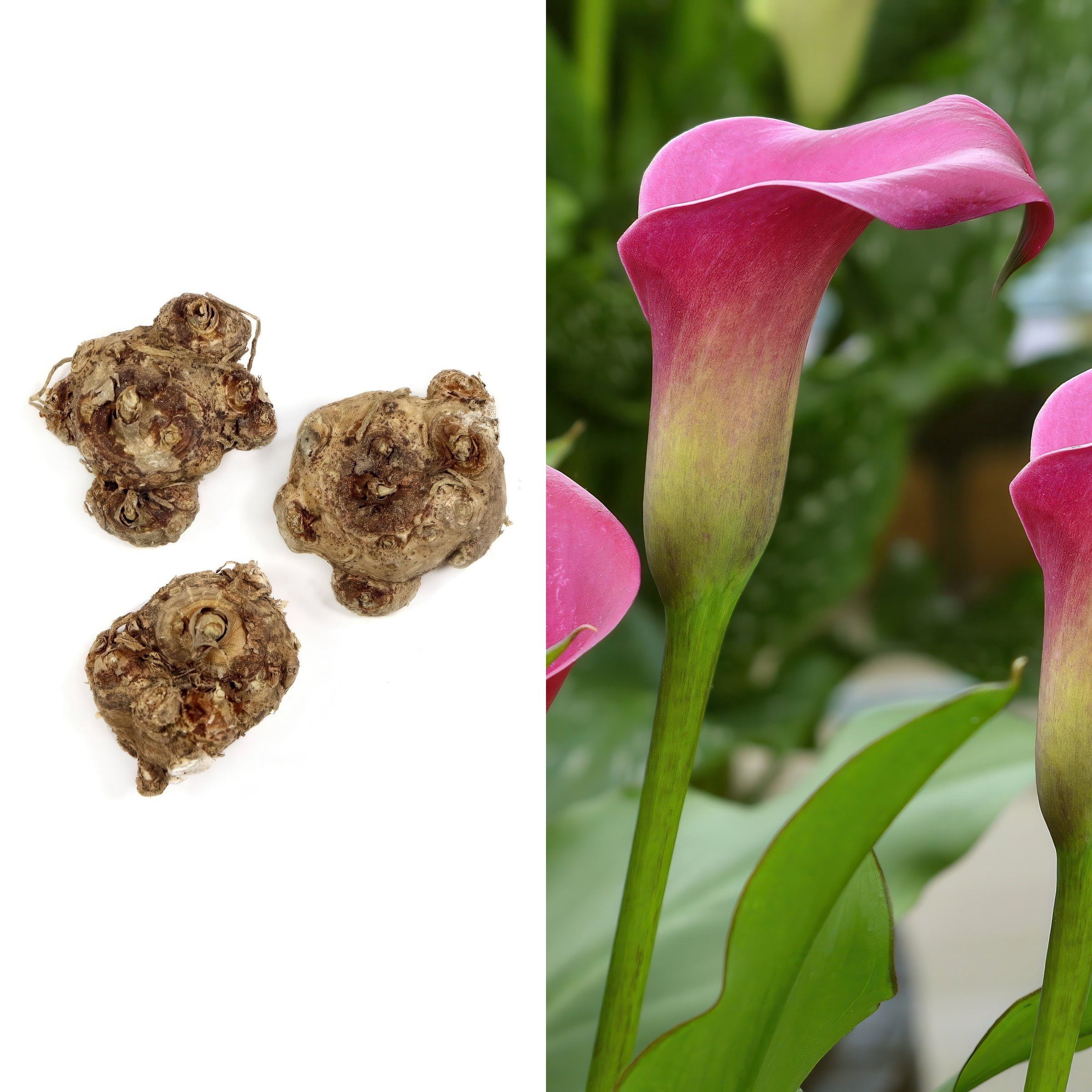 National Plant Network Calla Lily Zazu Bulbs (3-Pack)