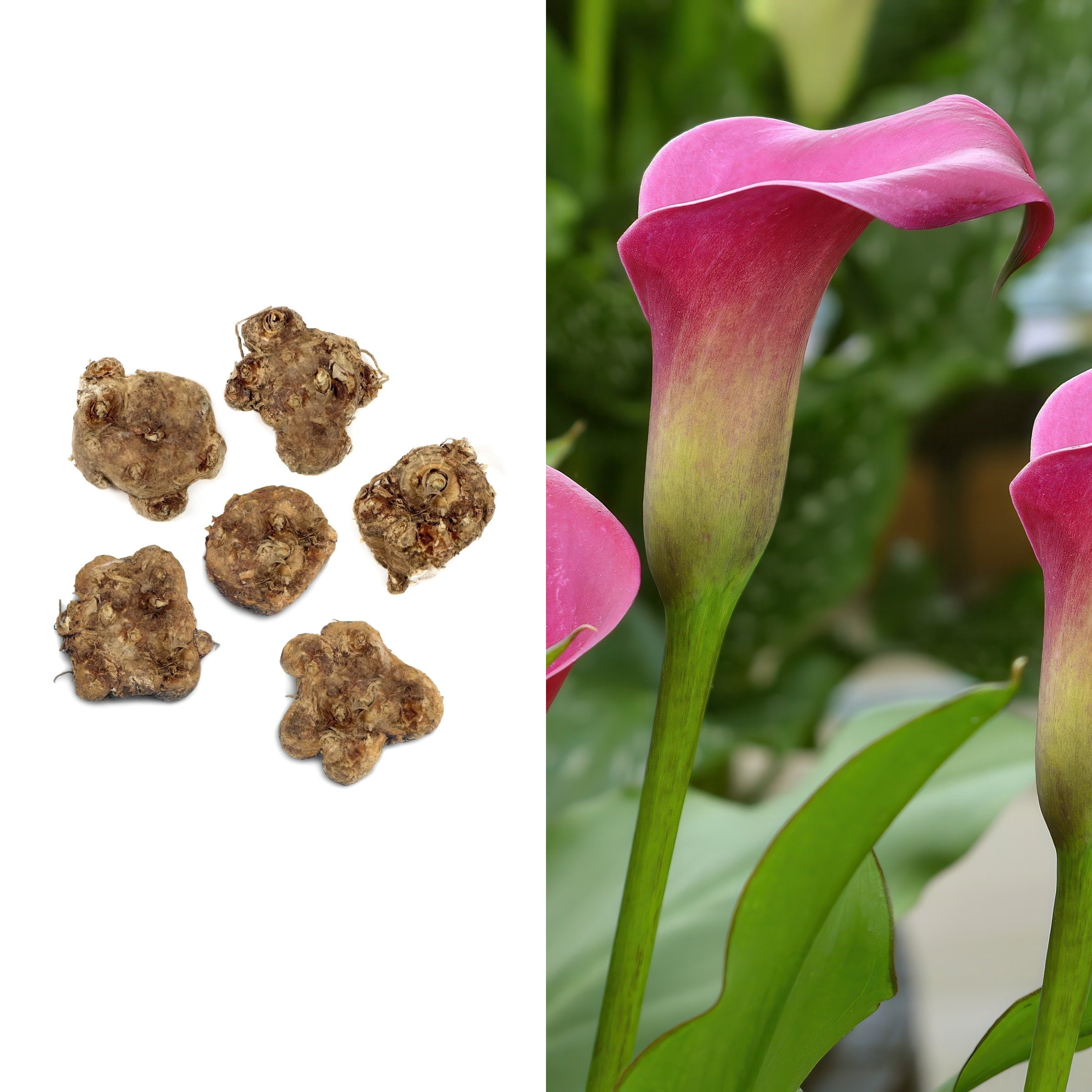 National Plant Network Calla Lily Zazu Bulbs (6-Pack)