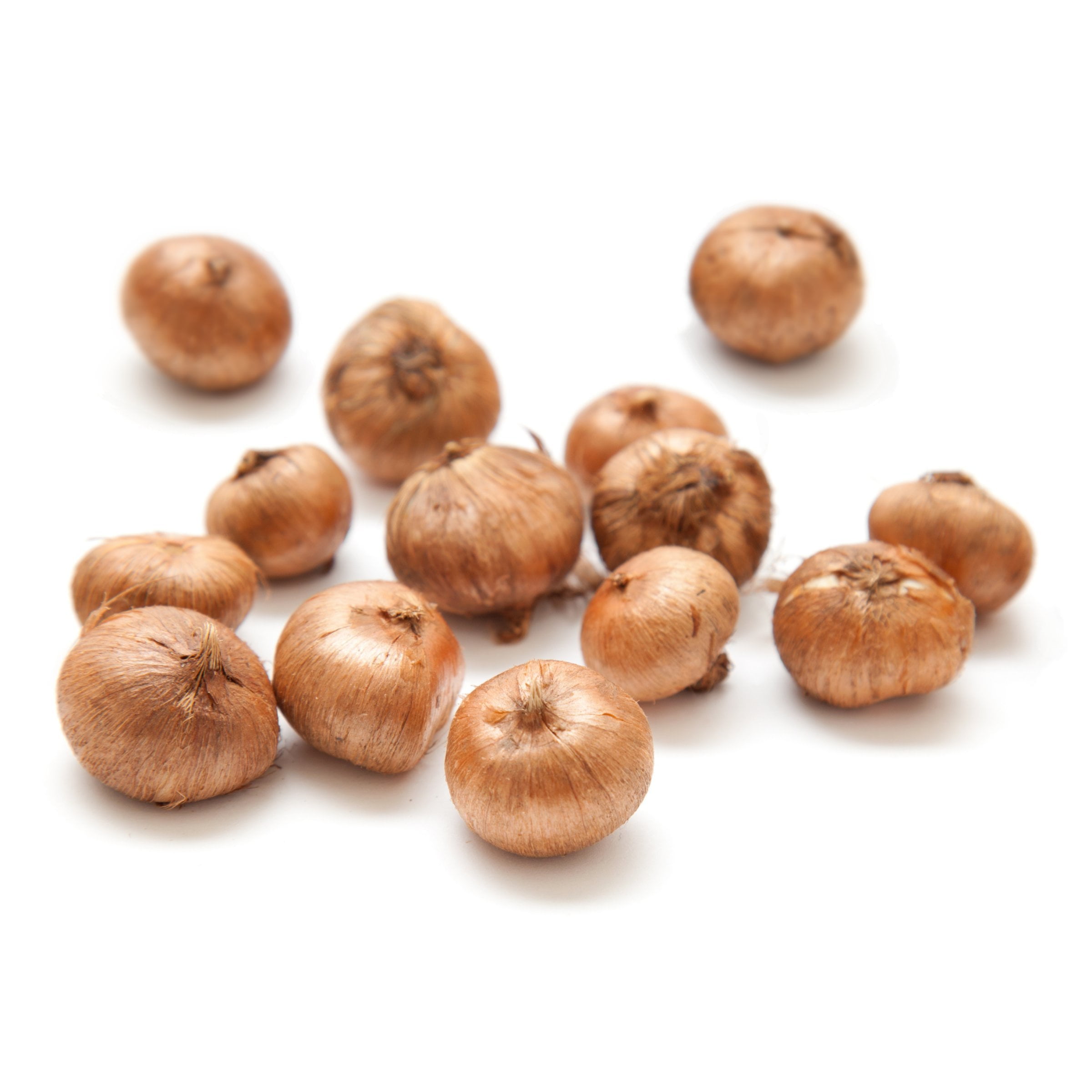 National Plant Network Crocus Mixed Colored Live Bulbs (50-Pack)