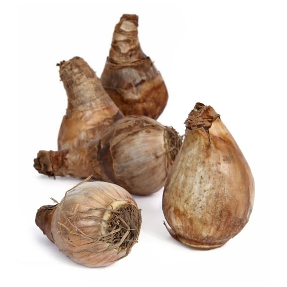 National Plant Network Daffodil Mixed Bulbs (100-Pack)