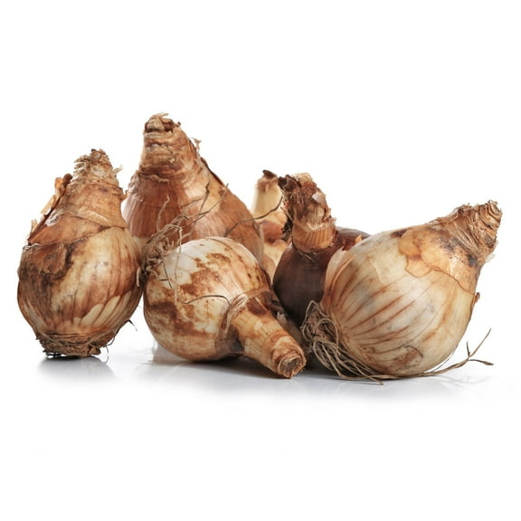 National Plant Network Daffodil Pink Charm Live Bulbs (50-Pack)