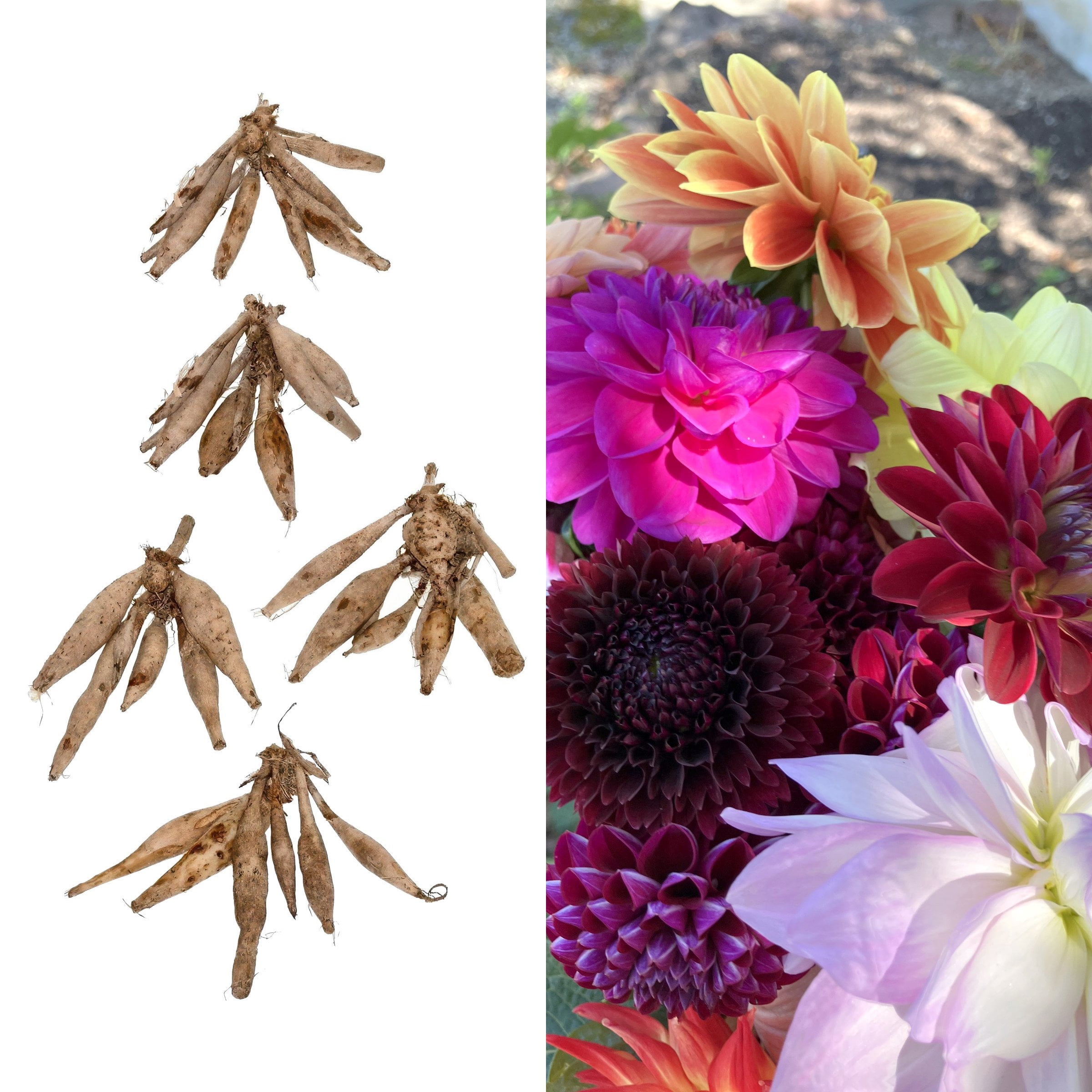 National Plant Network Dahlia All Type Mixed Bulbs (5-Pack)