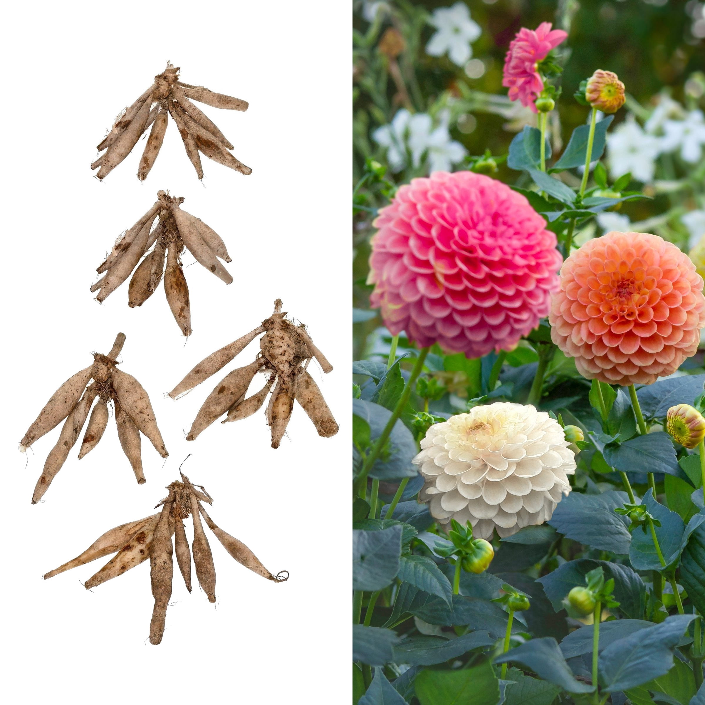 National Plant Network Dahlia Ball Mixed Bulbs (5-Pack)