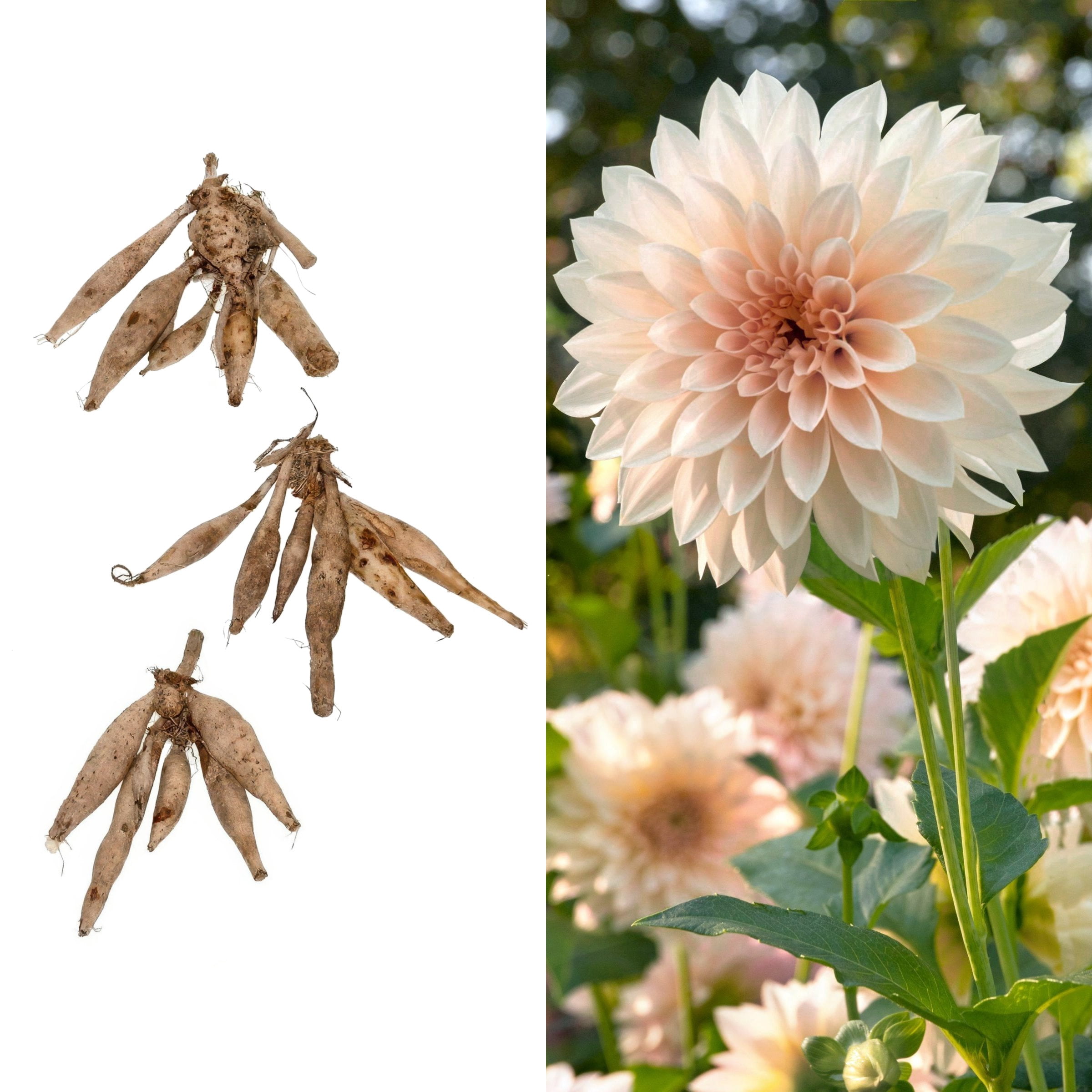National Plant Network Dahlia Cafe Au Lait Bulbs (3-Pack)