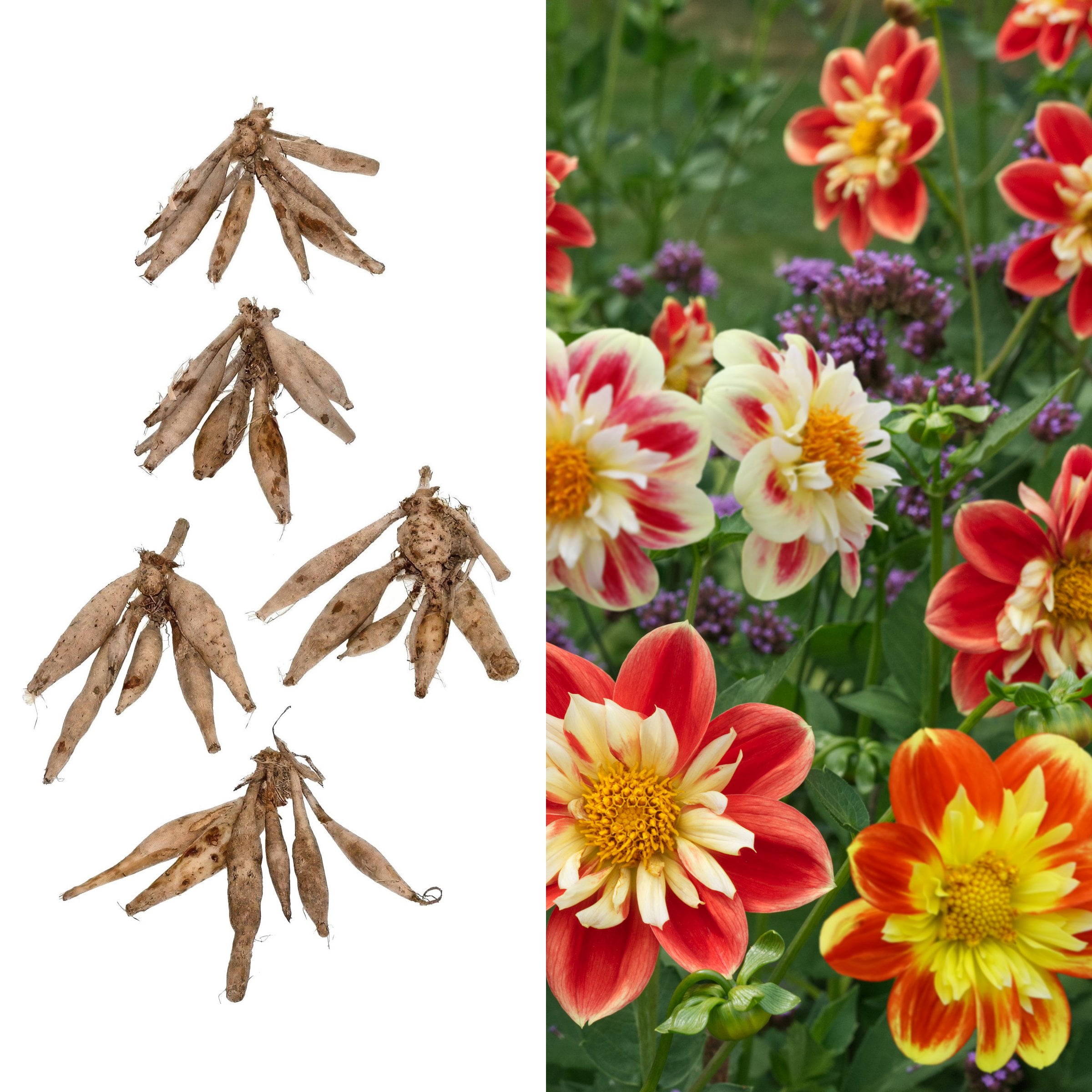 National Plant Network Dahlia Collarette Mixed Bulbs (10-Pack)
