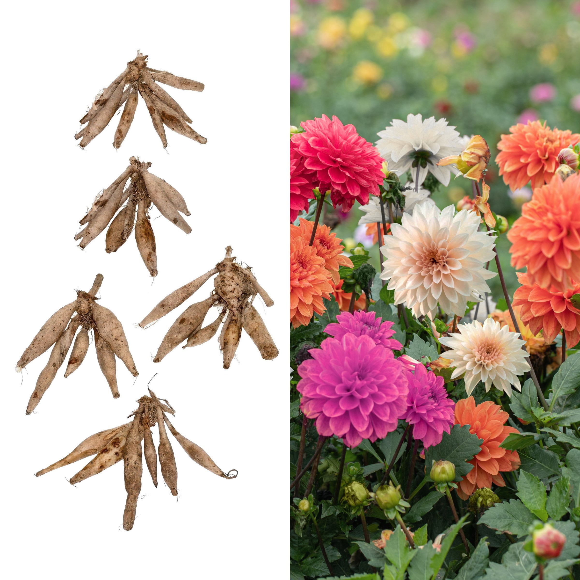National Plant Network Dahlia Decorative Mixed Bulbs (10-Pack)
