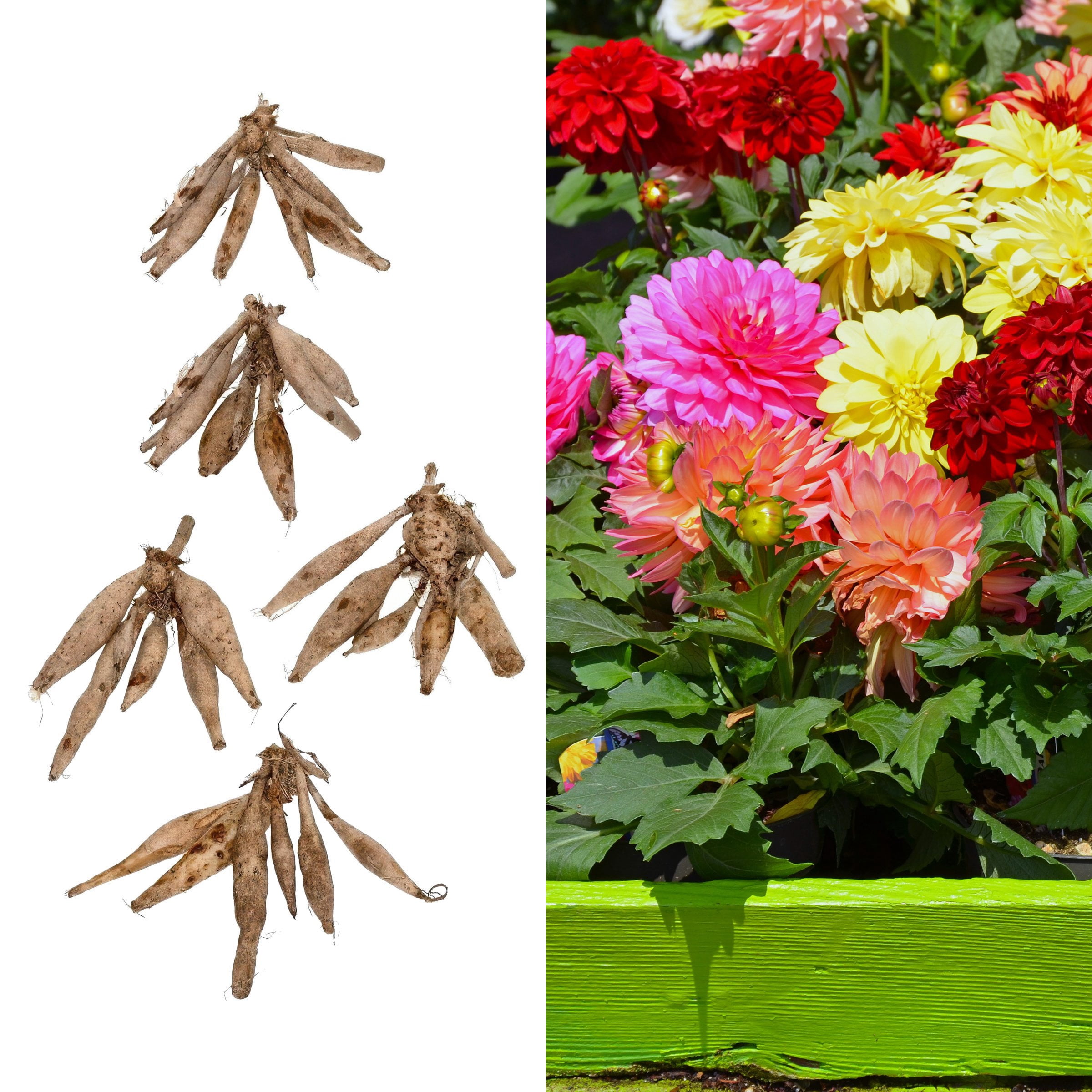 National Plant Network Dahlia Dinner Plate Mixed Bulbs (5-Pack)