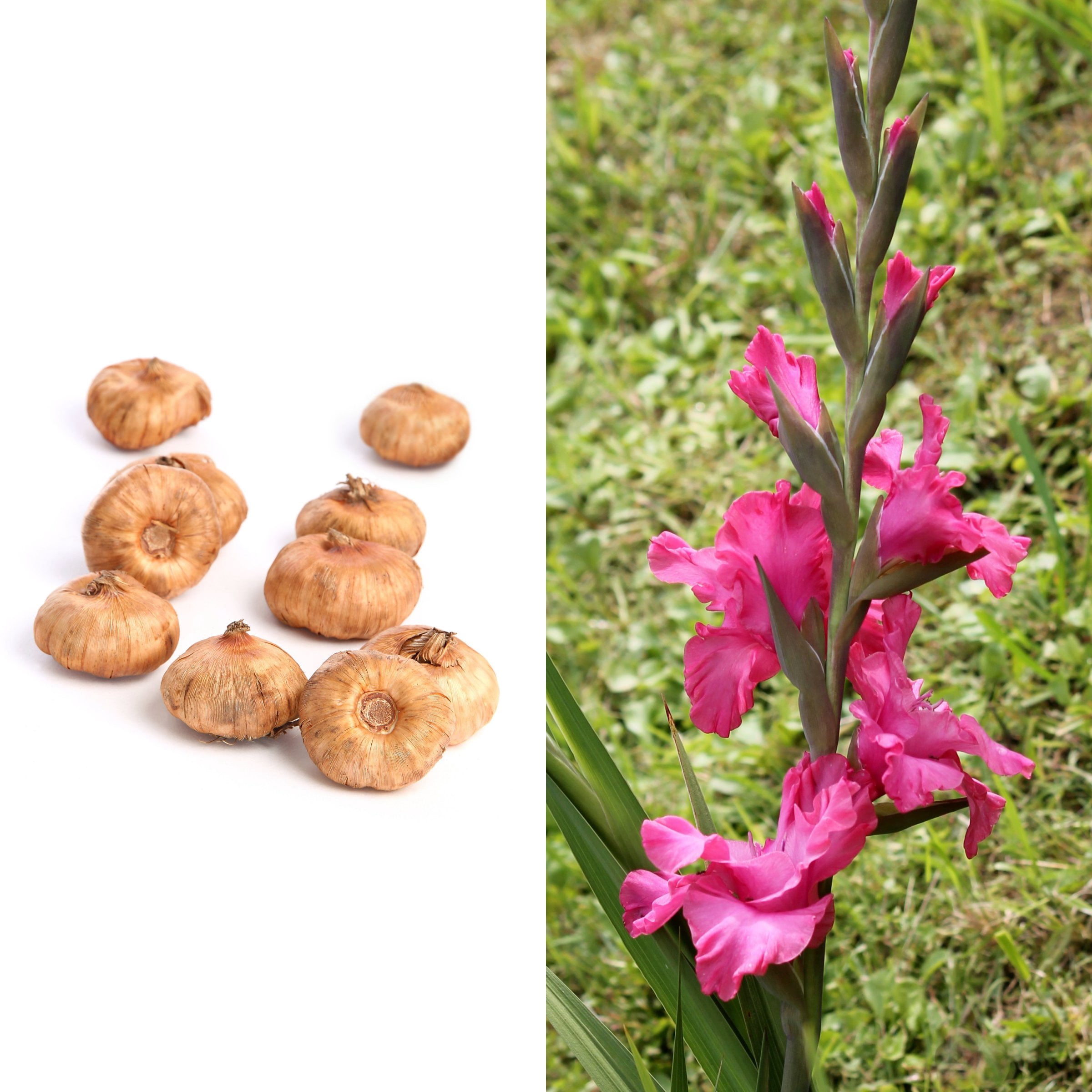 National Plant Network Gladioli Bartok Bulbs (10-Pack)
