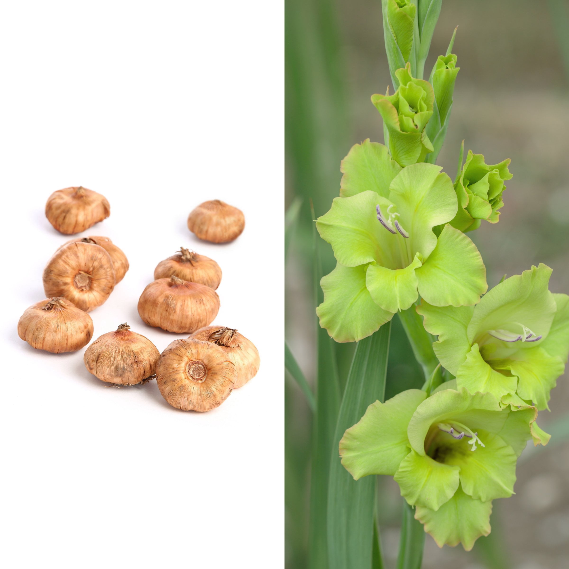 National Plant Network Gladioli Bowie Bulbs (10-Pack)