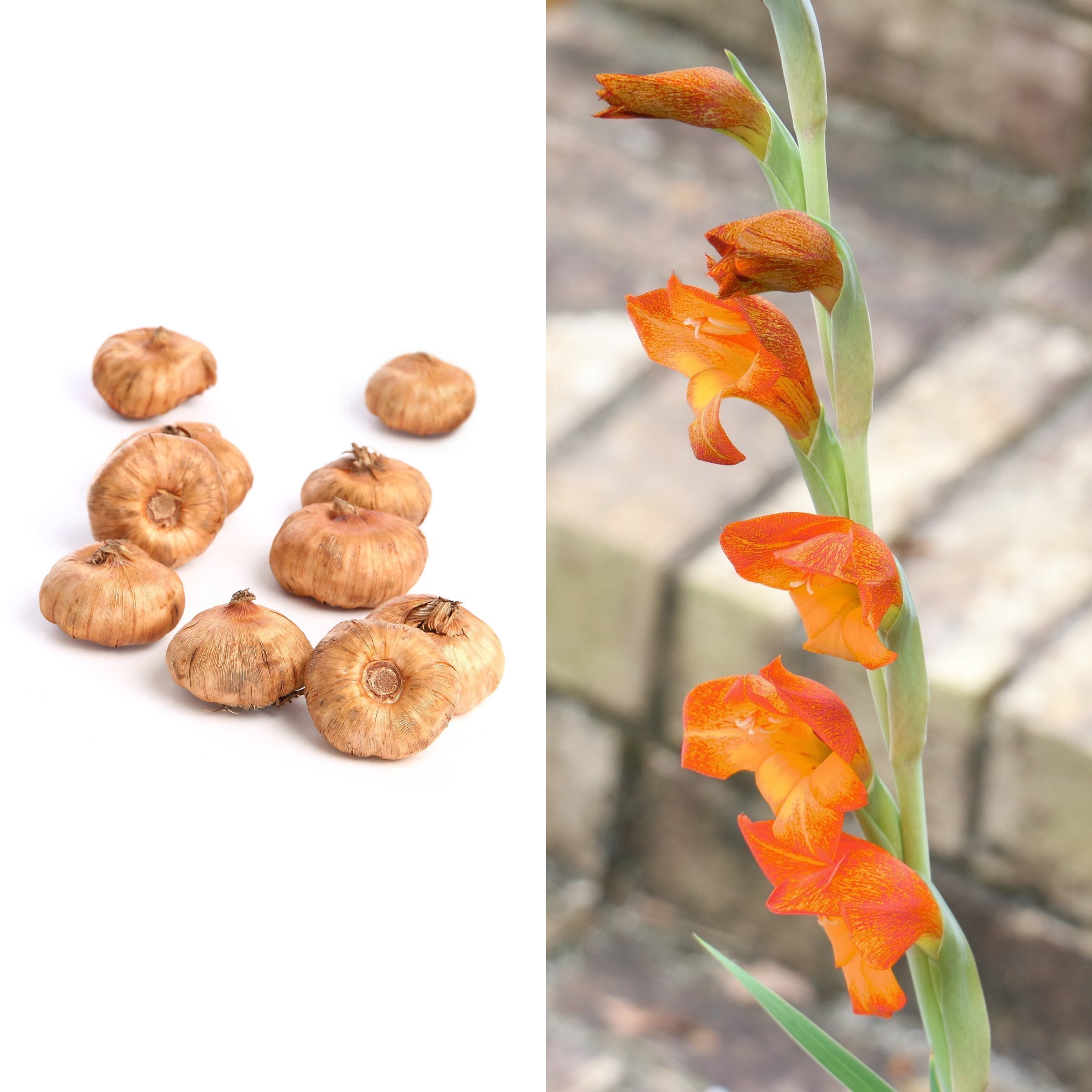 National Plant Network Gladioli Cornelli Bulbs (20-Pack)