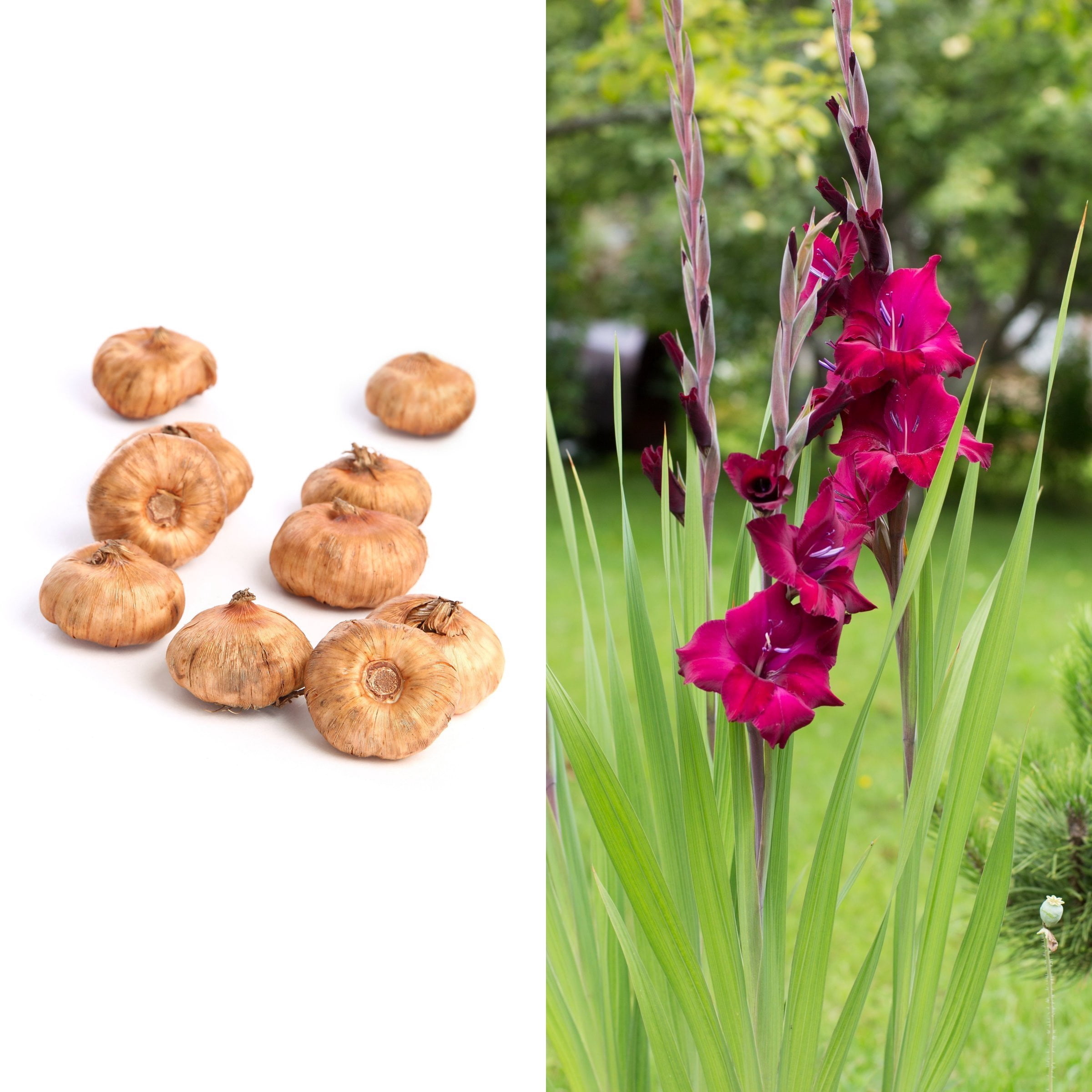 National Plant Network Gladioli Mahler Bulbs (20-Pack)