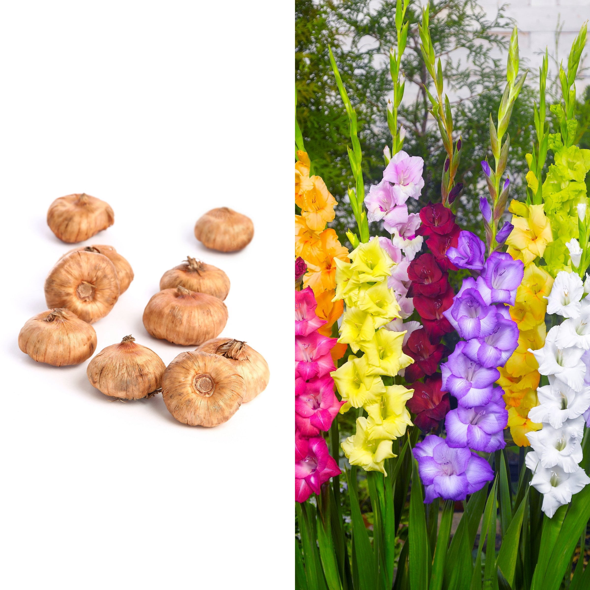 National Plant Network Gladioli Mixed Bulbs (10-Pack)