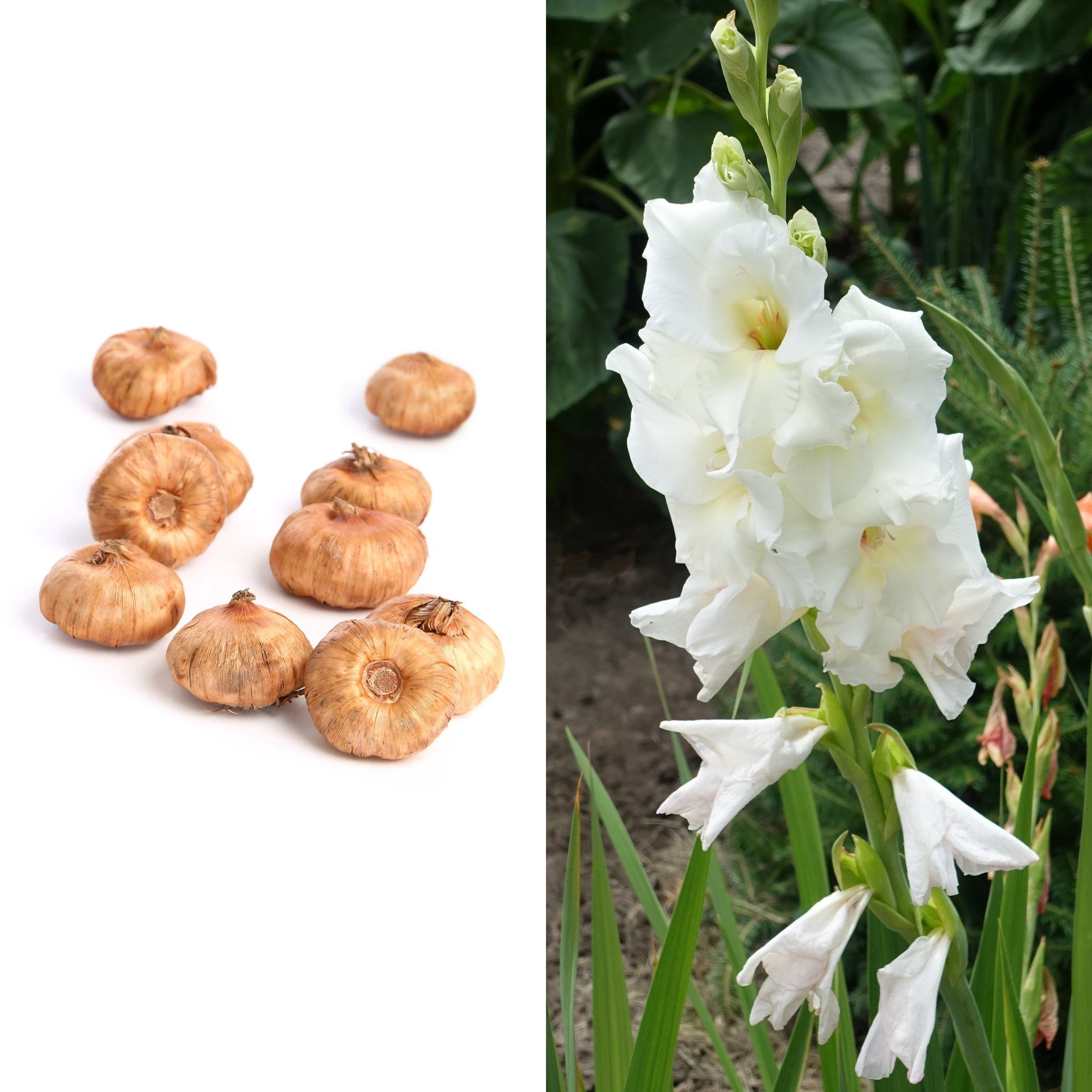 National Plant Network Gladioli White Prosperity Bulbs (20-Pack)