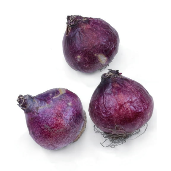 National Plant Network Hyacinth Mixed Bulbs (10-Pack)