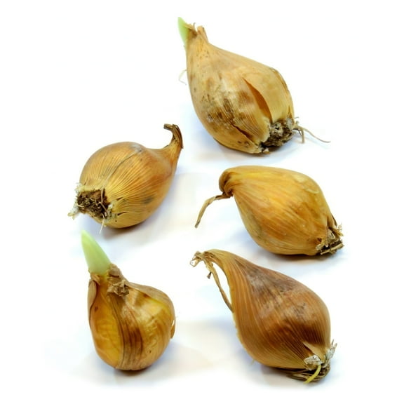 National Plant Network Iris Dutch Mixed Live Bulbs (100-Pack)