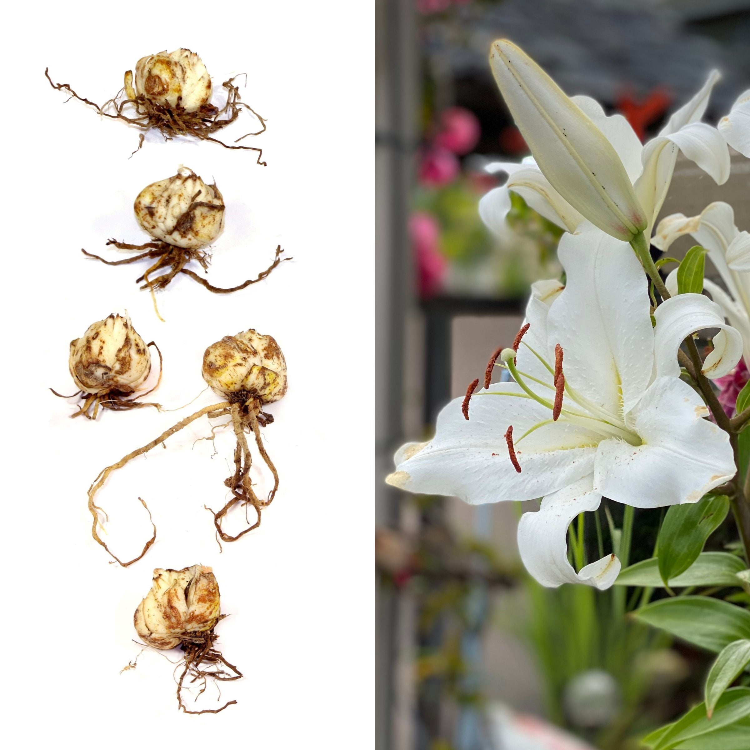 National Plant Network Lily Casa Blanca Bulbs (5-Pack)