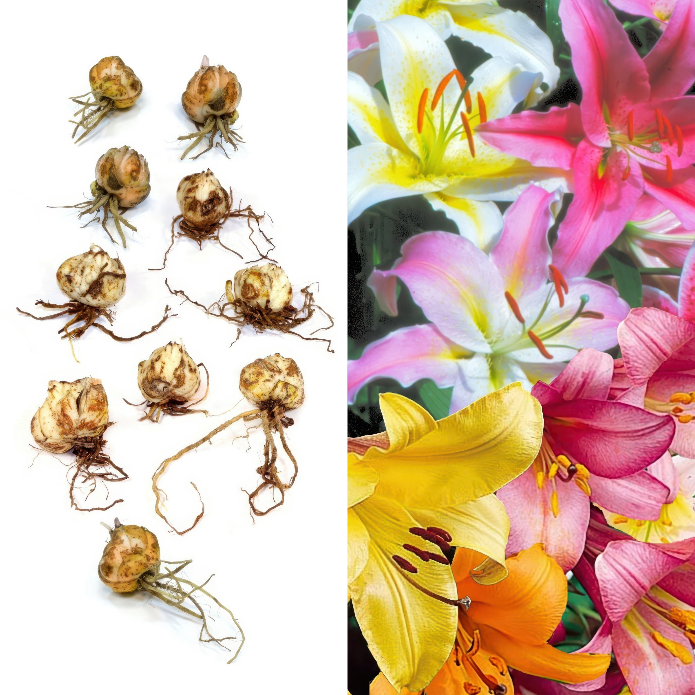 National Plant Network Lily LA Mixed Bulbs (10-Pack)