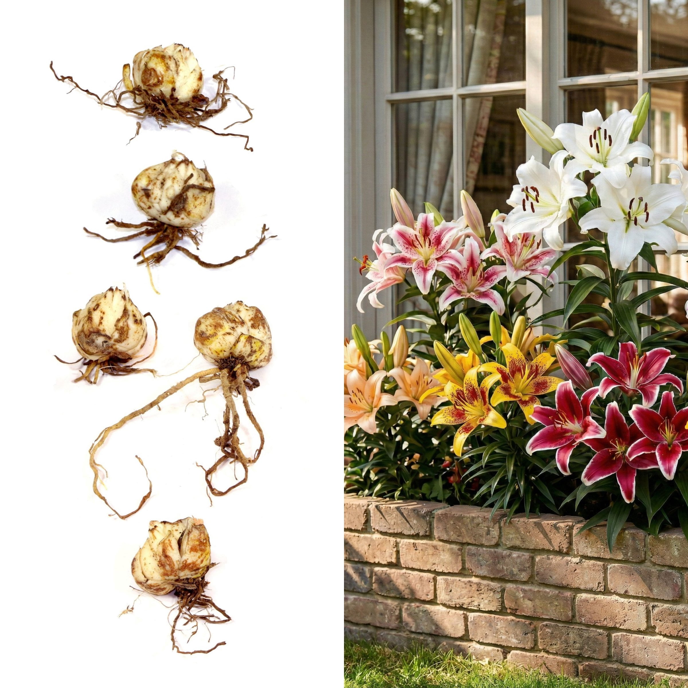 National Plant Network Lily Oriental Mixed Bulbs (5-Pack)
