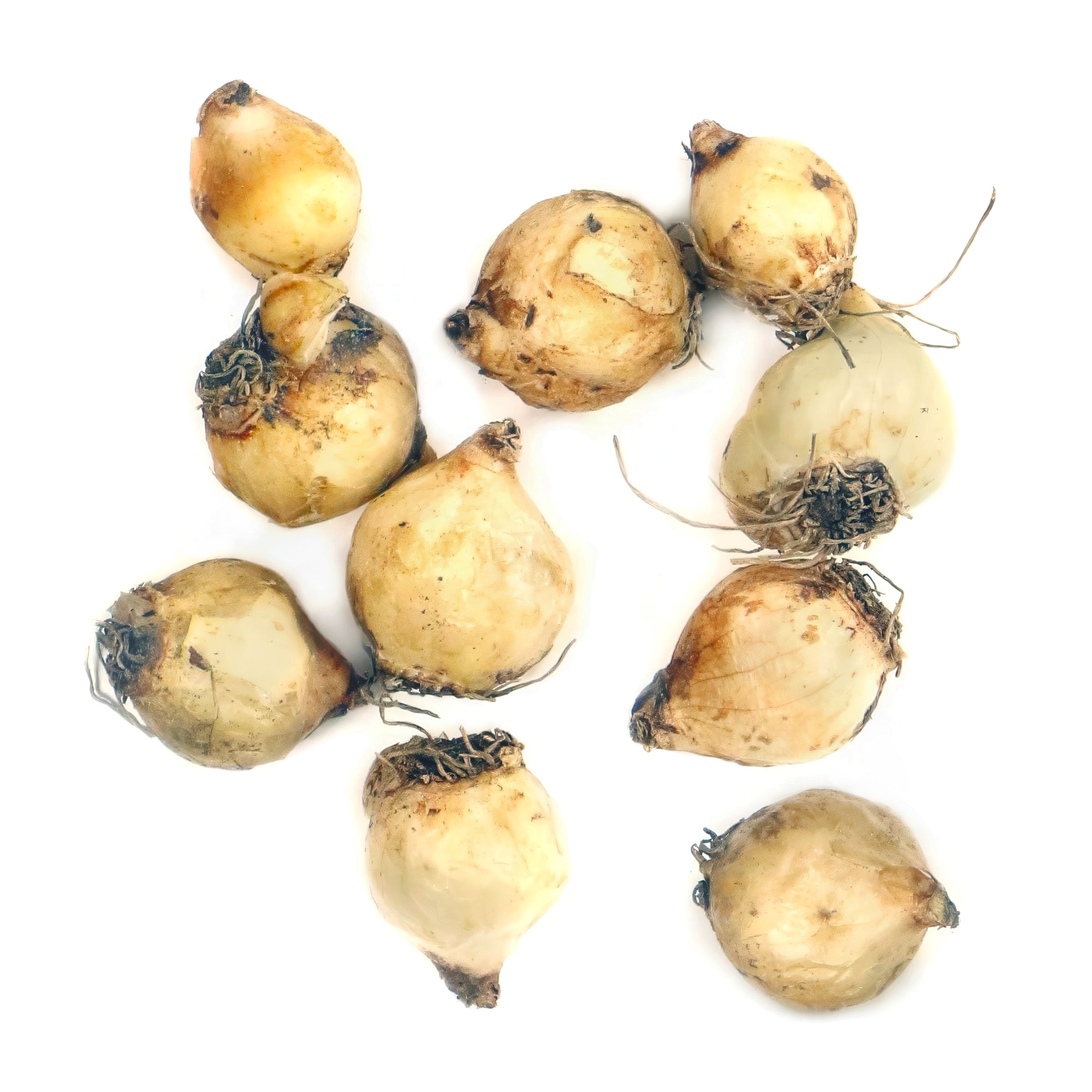 National Plant Network Muscari Armeniacum Live Bulbs (50-Pack)